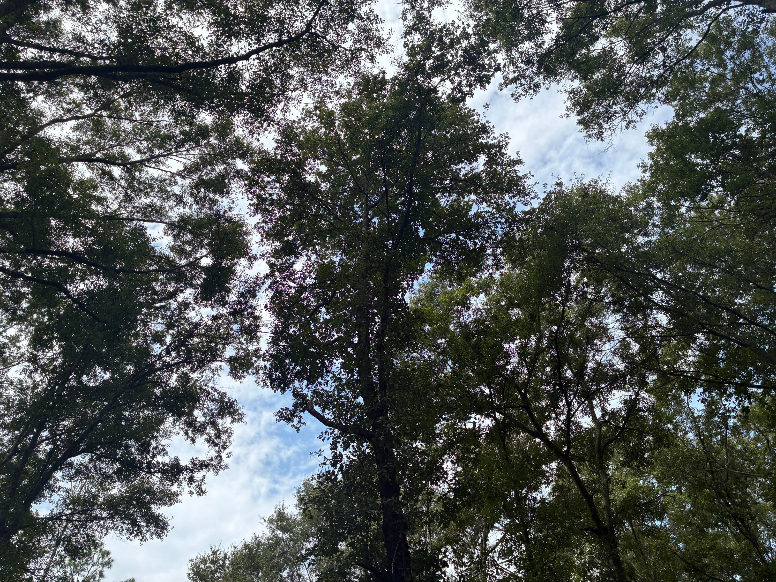 Along the Florida/Alabama Line - Land