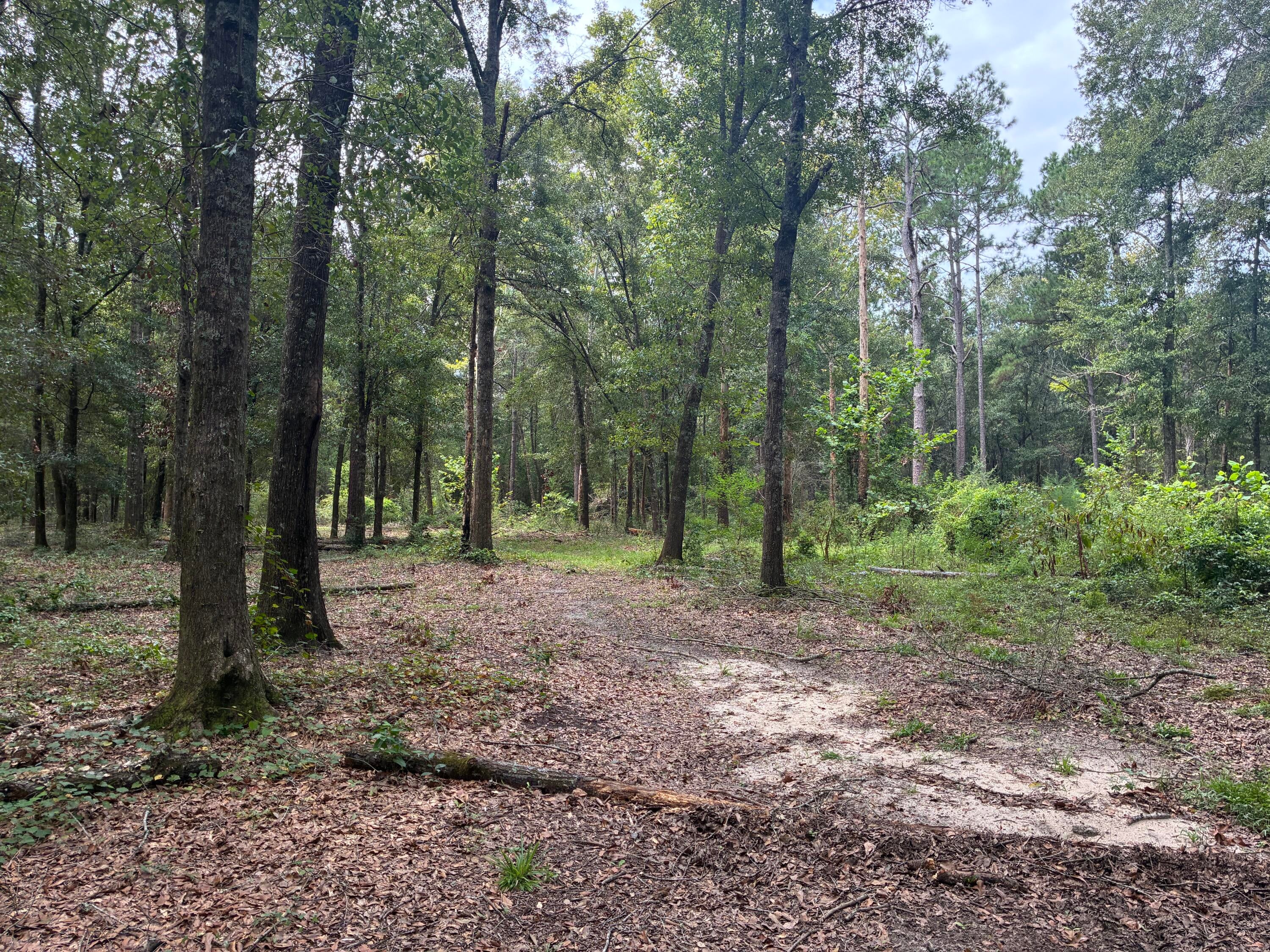 Along the Florida/Alabama Line - Land