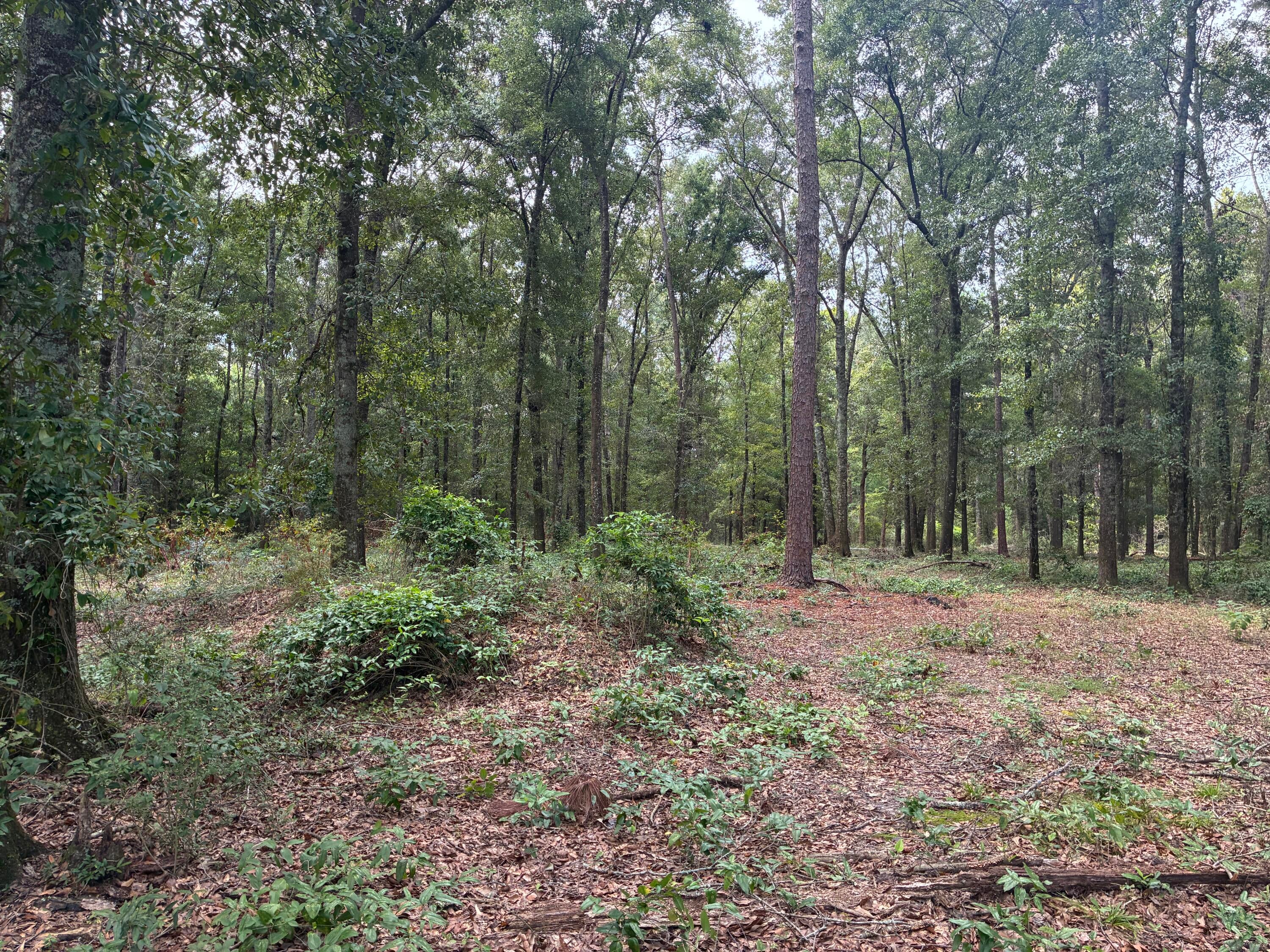 Along the Florida/Alabama Line - Land