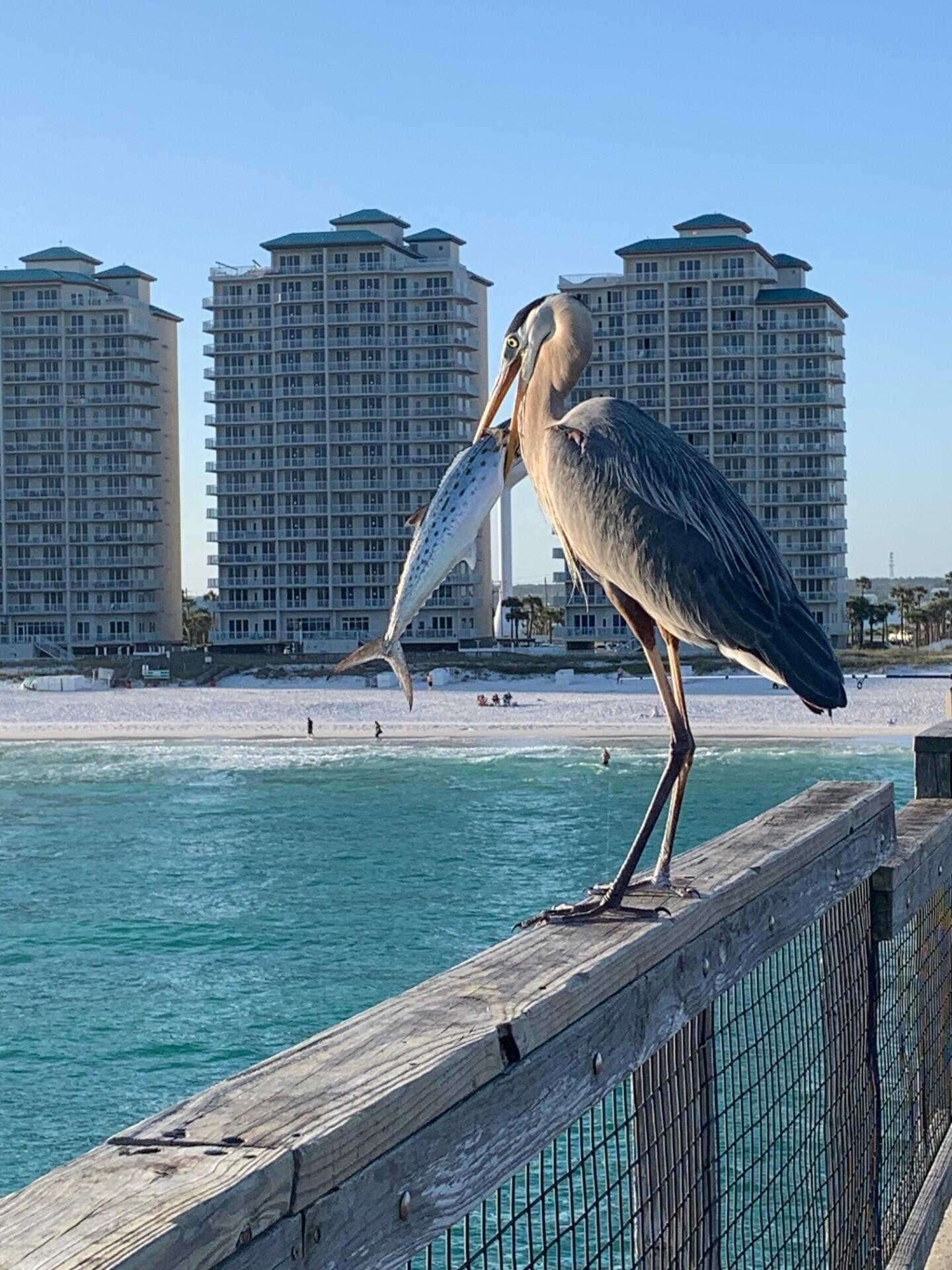 GULF ISLAND CONDOS - Residential