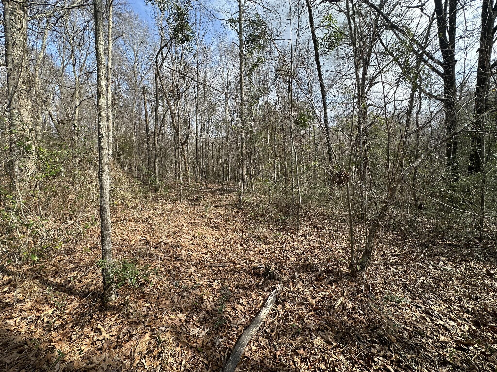 Amelia Estates - Covington County, AL - Land