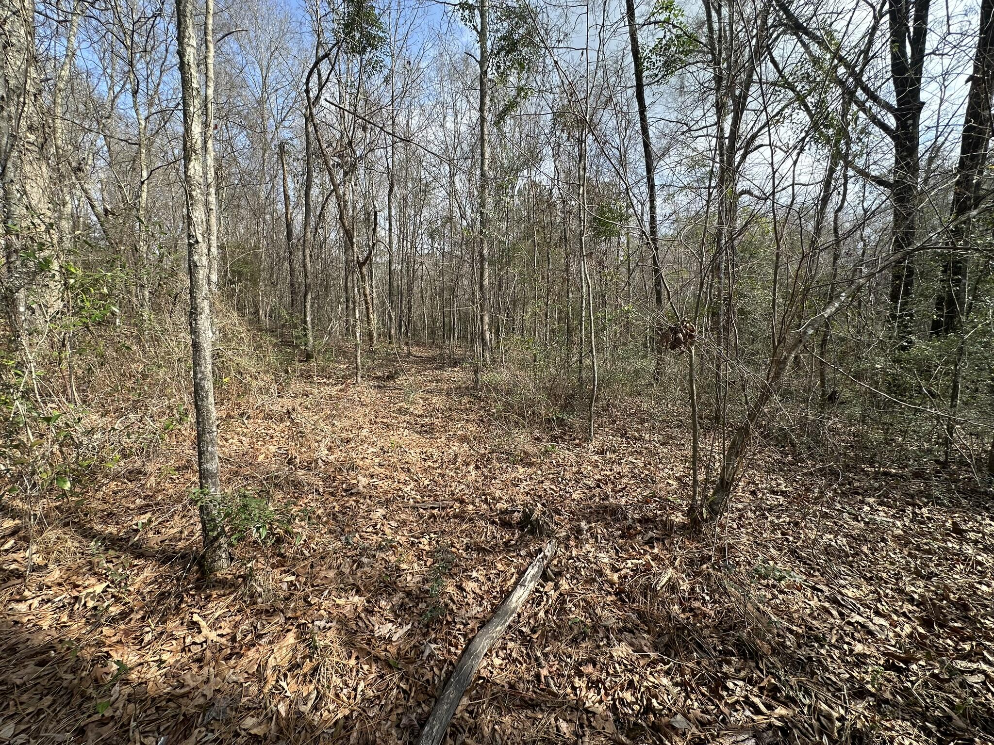 Amelia Estates - Covington County, AL - Land