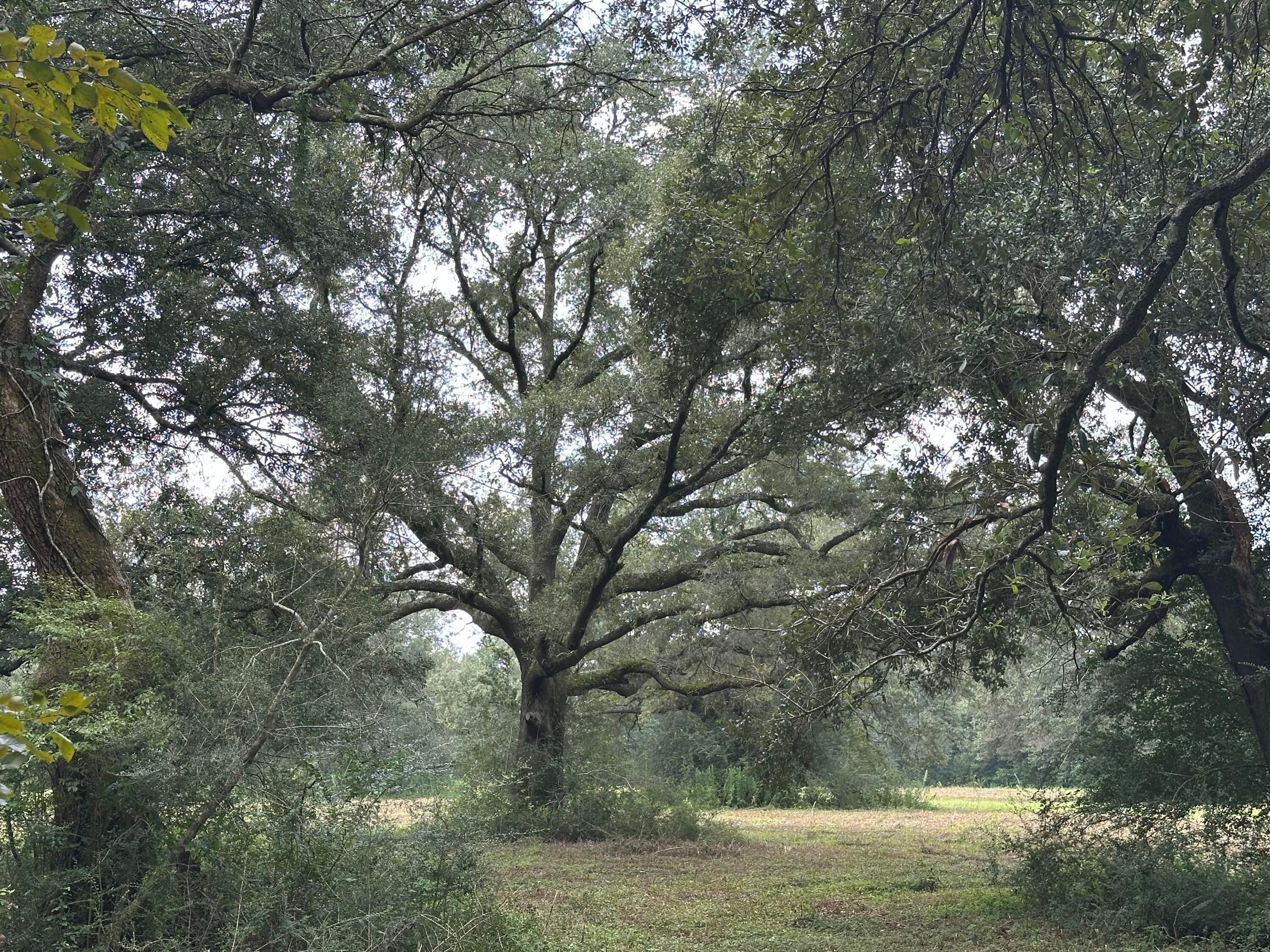 NO RECORDED SUBDIVISION - Land