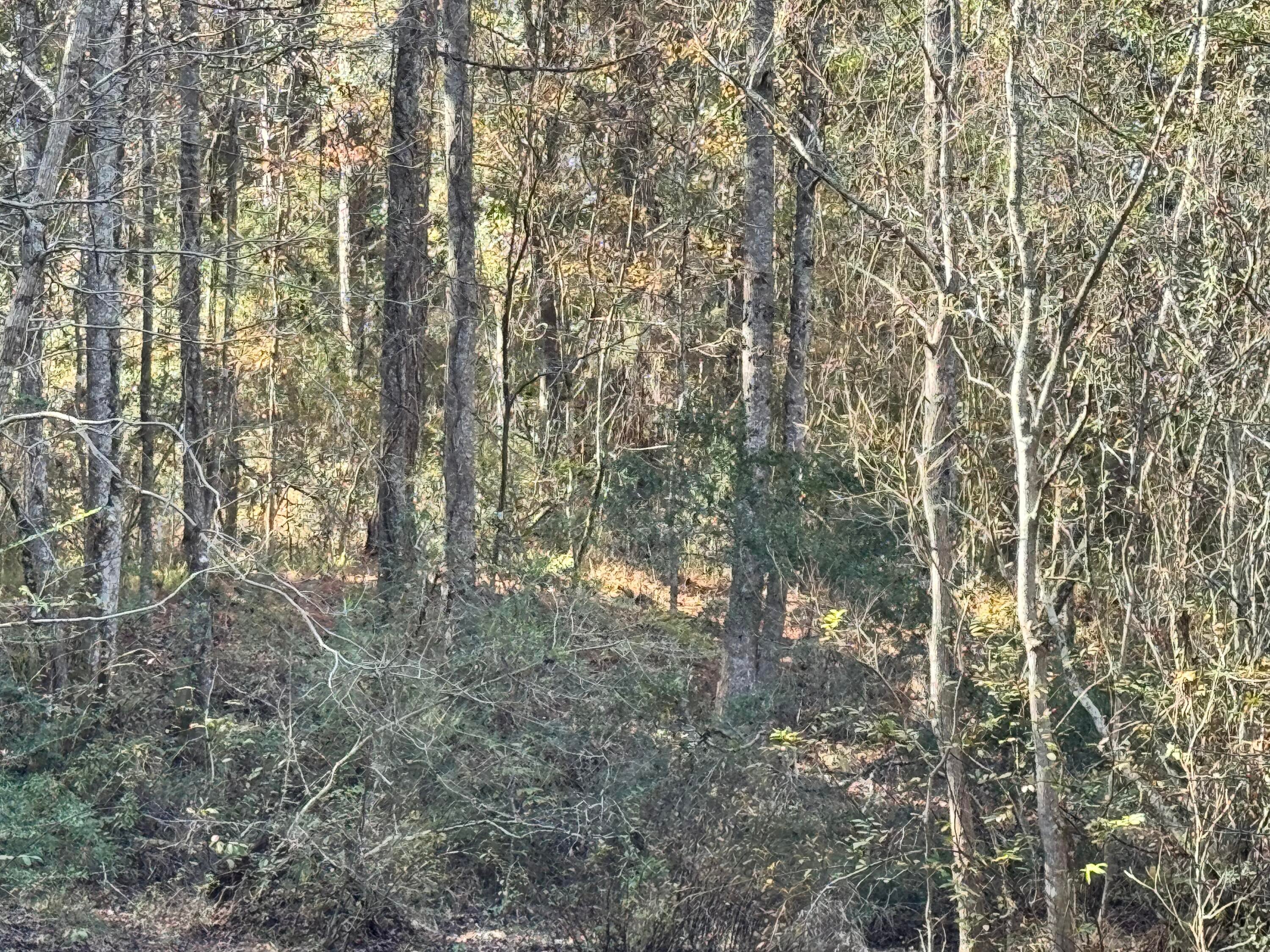 CEDAR RIDGE - Land