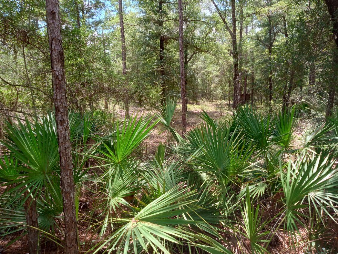 OAKWOOD HILLS UNIT 2 - Land