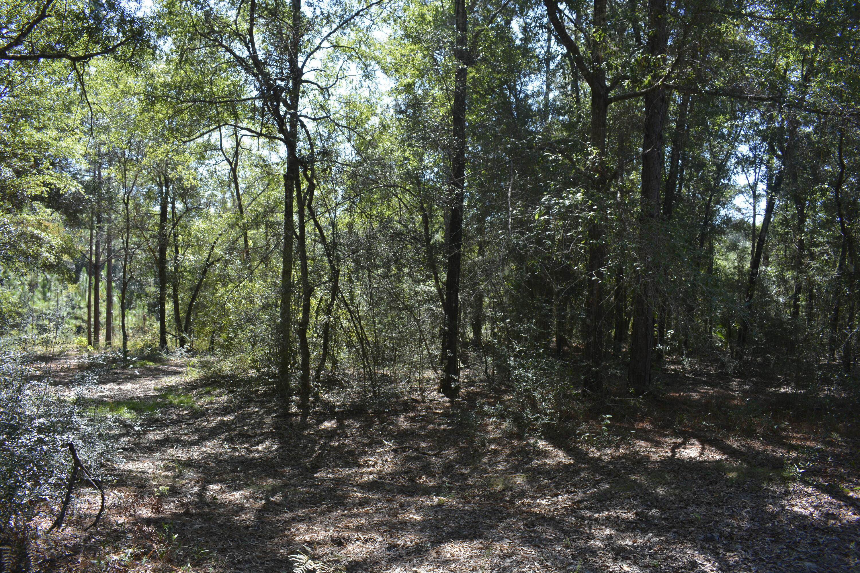 Incredible opportunity to own acreage in the heart of Crestview - discover the perfect blend of peace, privacy & potential on this approximately 32-acre property! Location, Location, Location! Whether you're exploring development opportunities, dreaming of a quiet homestead, or simply seeking a private retreat surrounded by nature, this property checks every box. Lower county taxes with all the conveniences of city living. Wake up to birds chirping, spot deer down by the creek & enjoy your own slice of paradise while staying close to all the shopping, schools, hospital & restaurants just minutes away. The underbrush has been mostly cleared, making it easy to explore on foot. Future Land Use is Low Density Residential.