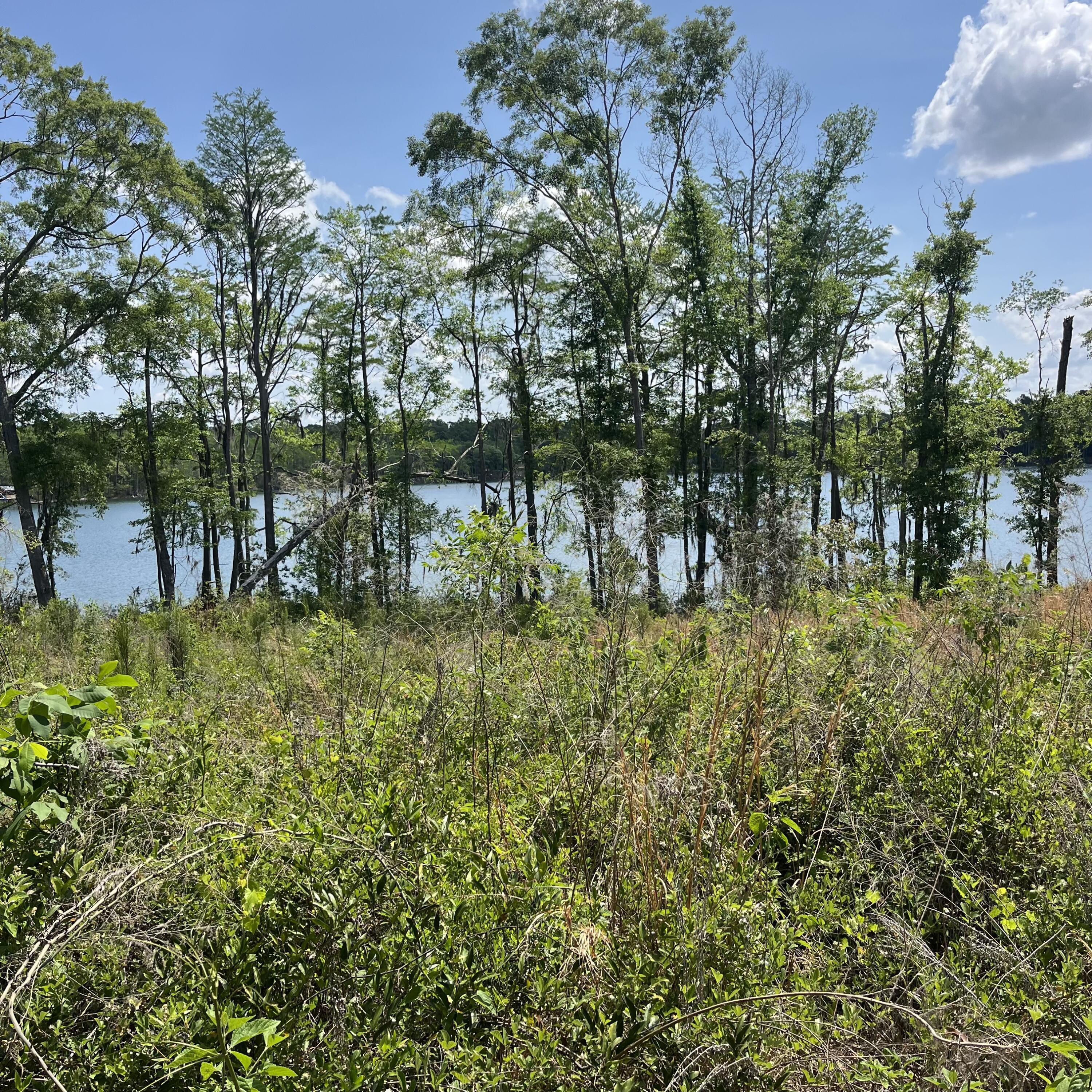 BLUE CYPRESS - Land