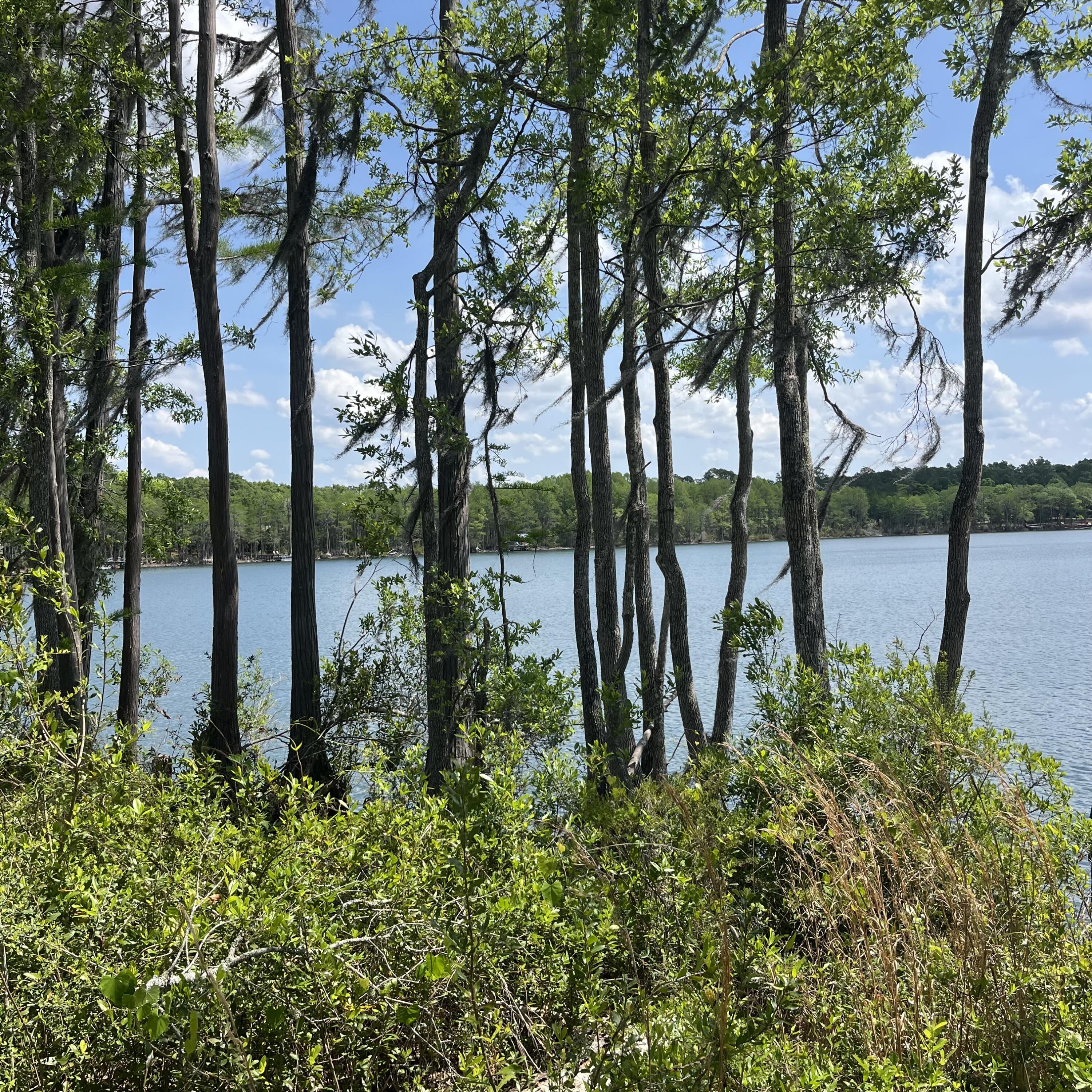 BLUE CYPRESS - Land