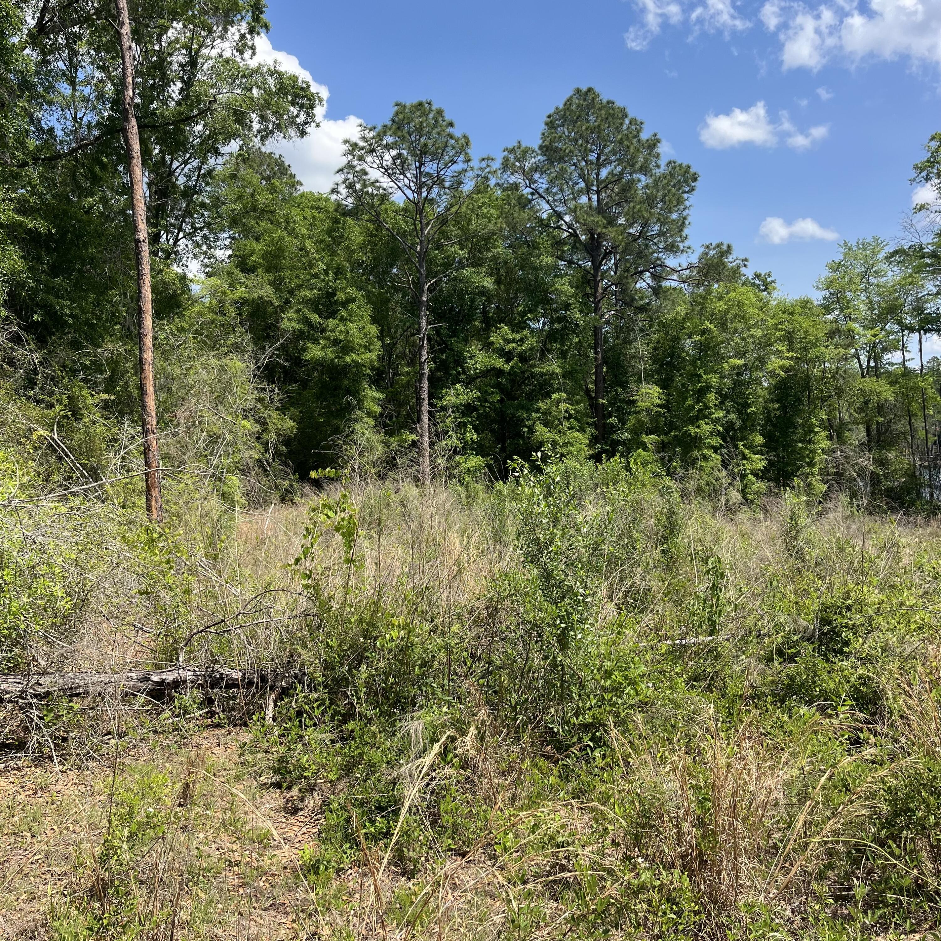 BLUE CYPRESS - Land