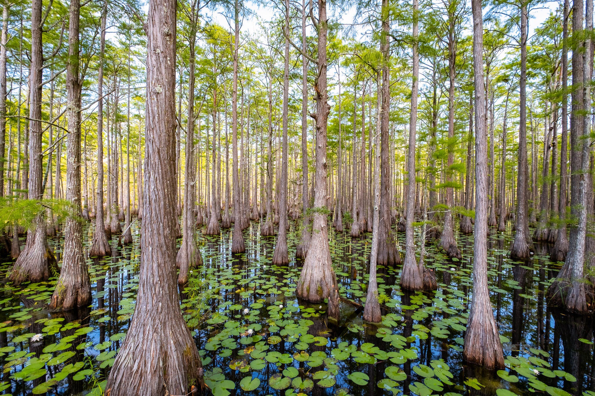 CYPRESS DUNES - Land