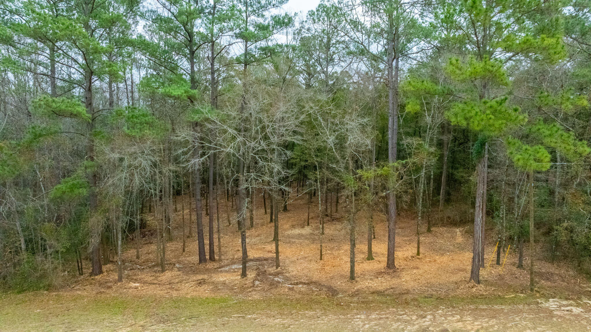 This 0.46 acre lot offers the perfect blend of privacy and convenience. The property has been selectively mulched, making it easy to walk and build on while preserving all of the mature trees for natural beauty and shade. Located directly on paved Highway 85, this lot provides excellent access without sacrificing a country feel.
Enjoy a central location just 30 minutes from Crestview and DeFuniak Springs, and less than 5 minutes from Florala and Paxton for everyday shopping, dining, and essentials.
If you're looking for a manageable homesite with character, mature trees, and convenient access to surrounding towns, this lot checks all the boxes. The property is zoned rural residential.