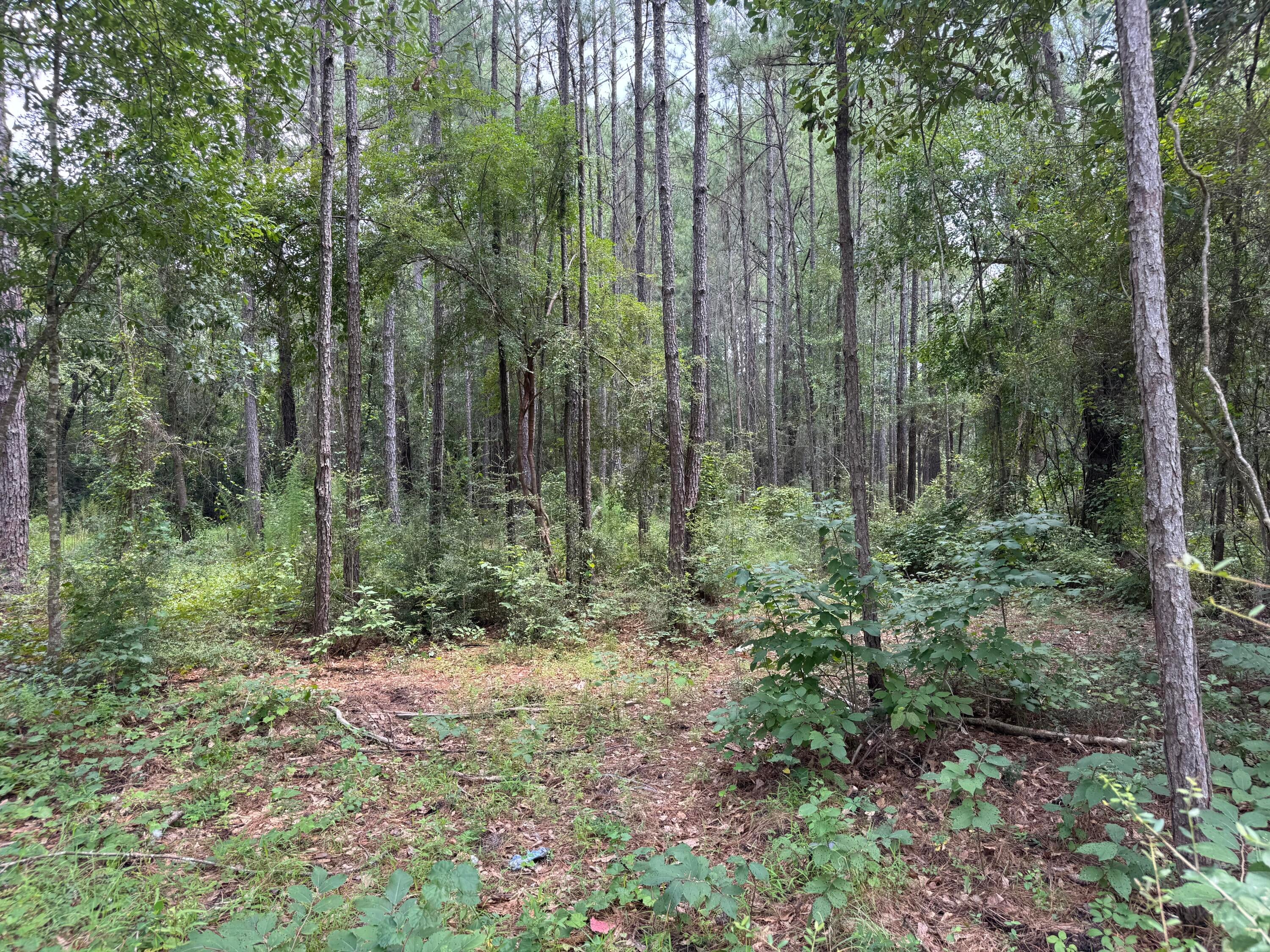 Shoal River Plantations, Inc. - Land