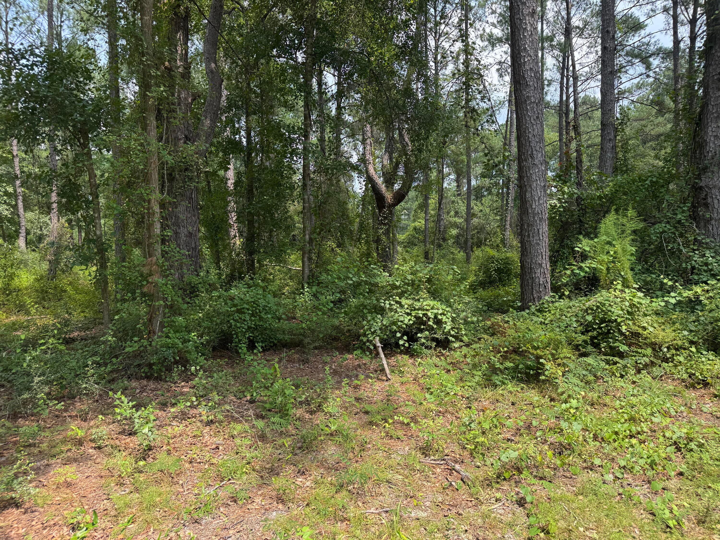 Shoal River Plantations, Inc. - Land