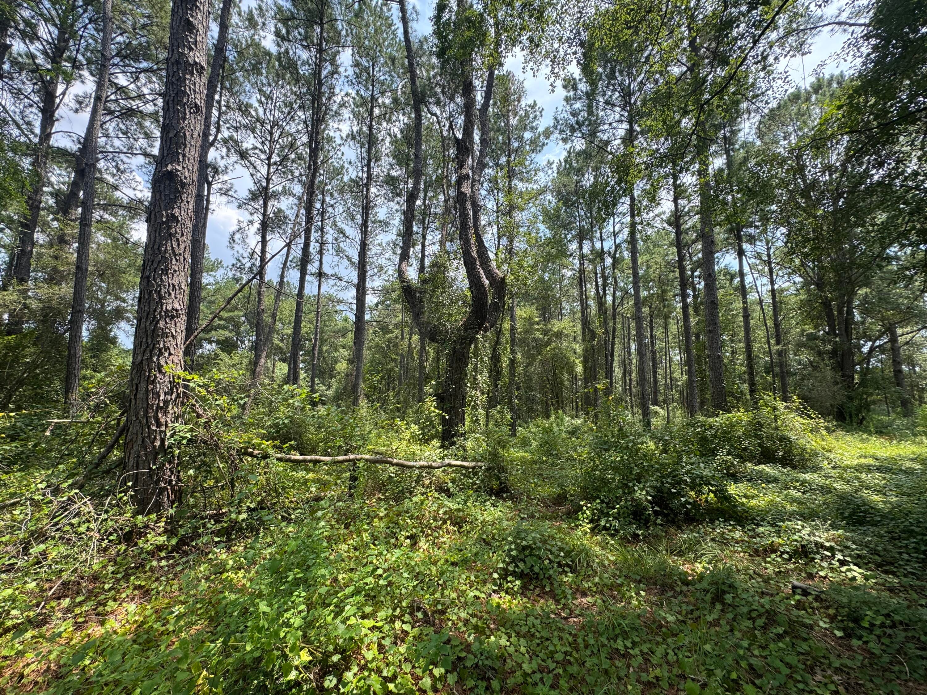 Shoal River Plantations, Inc. - Land