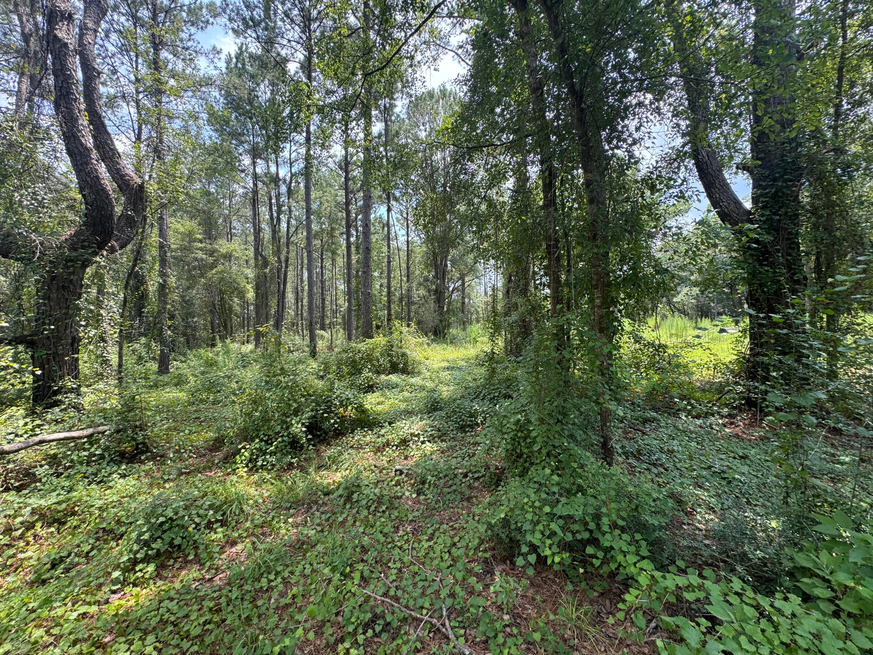 Shoal River Plantations, Inc. - Land