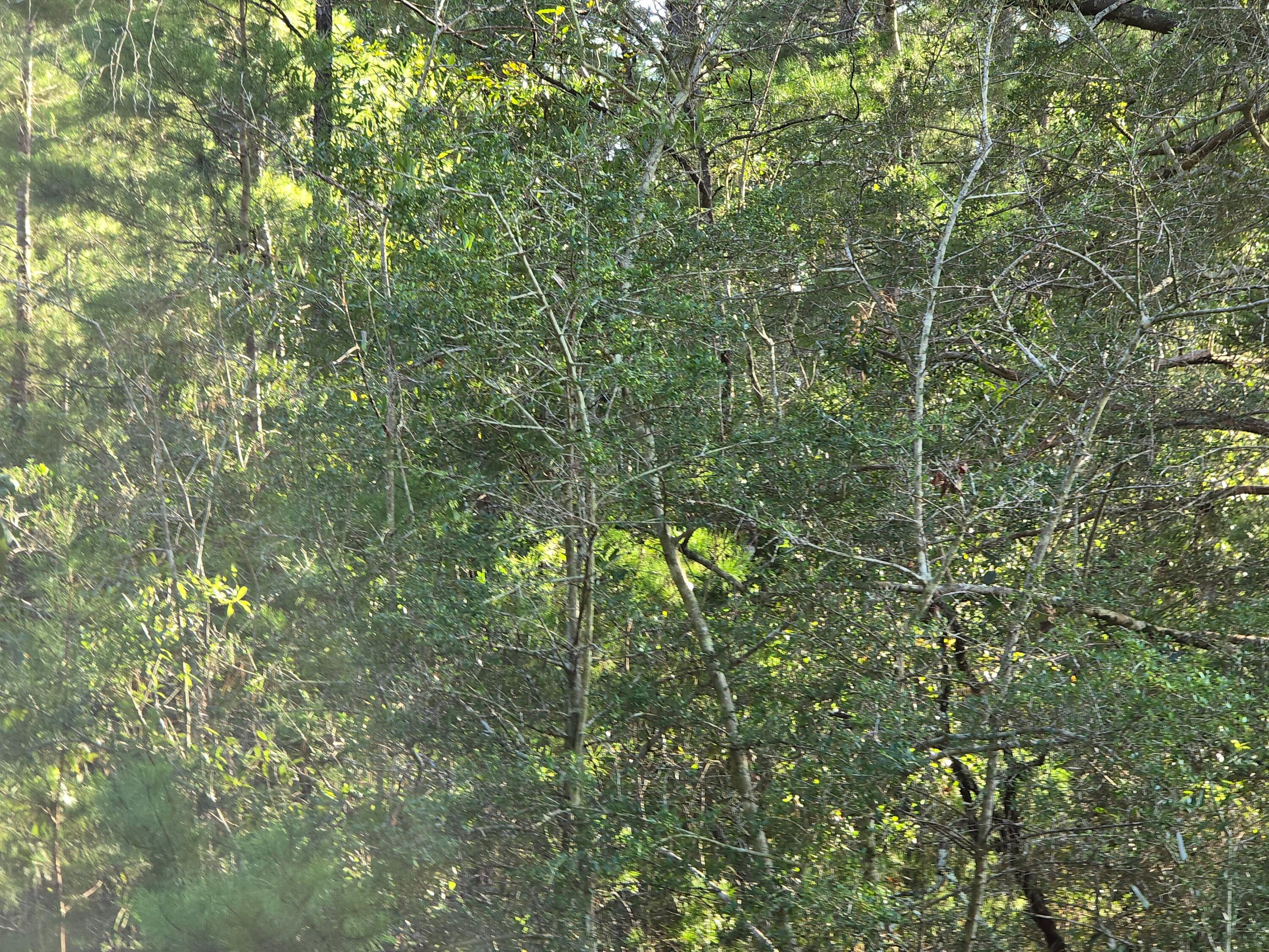 DEER SPRINGS UNREC - Land