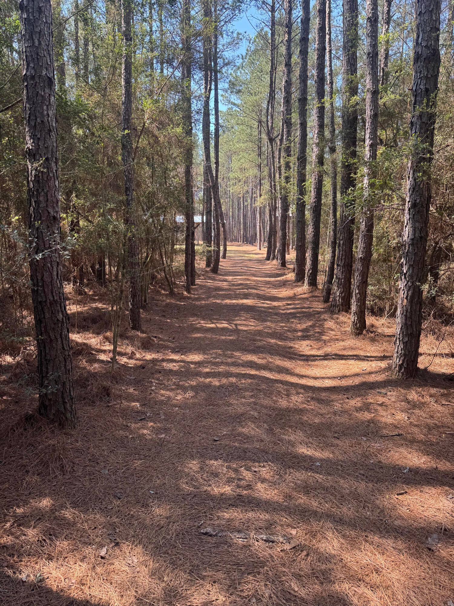 WALTON PLANTATION - Land