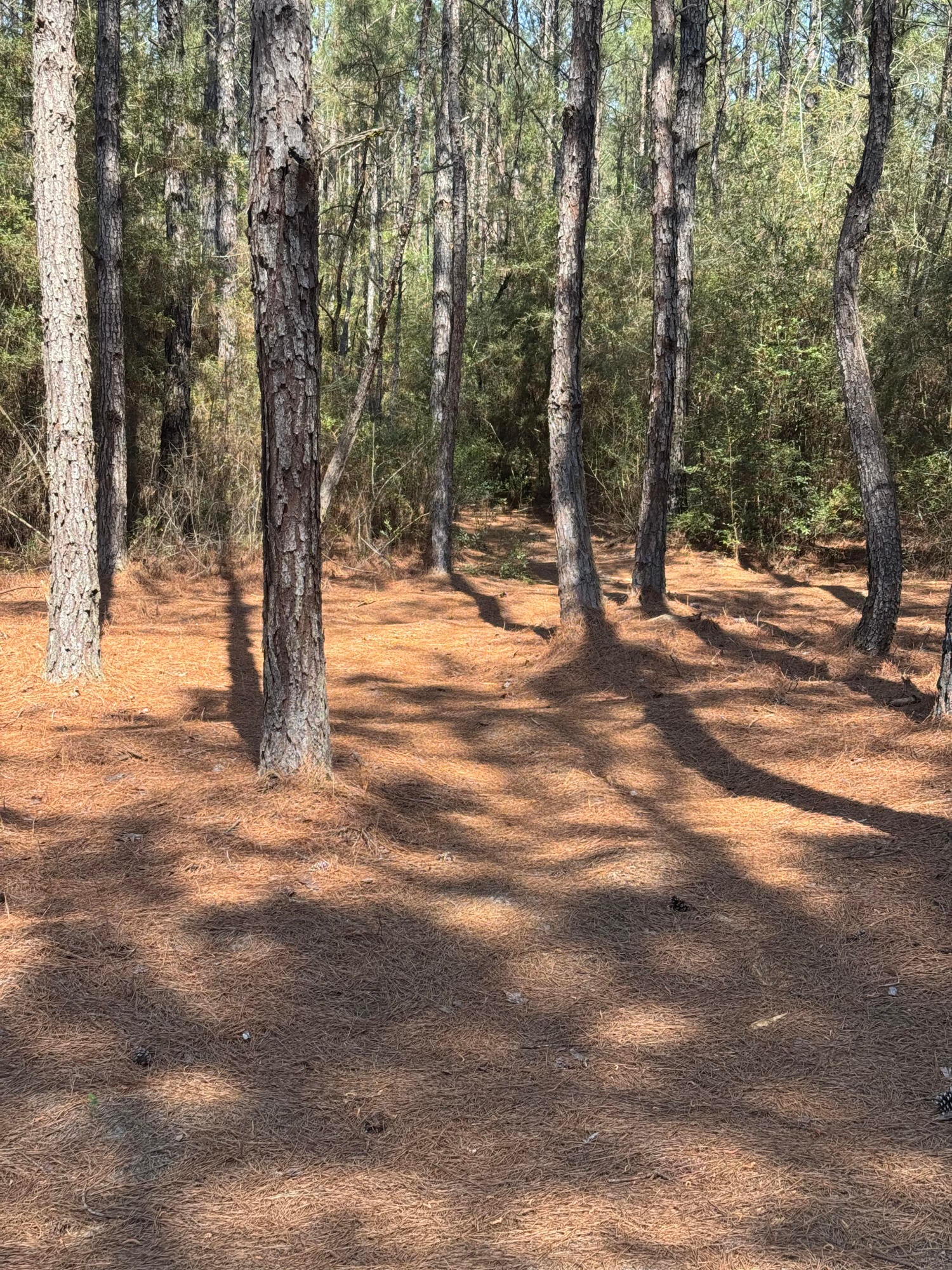 WALTON PLANTATION - Land