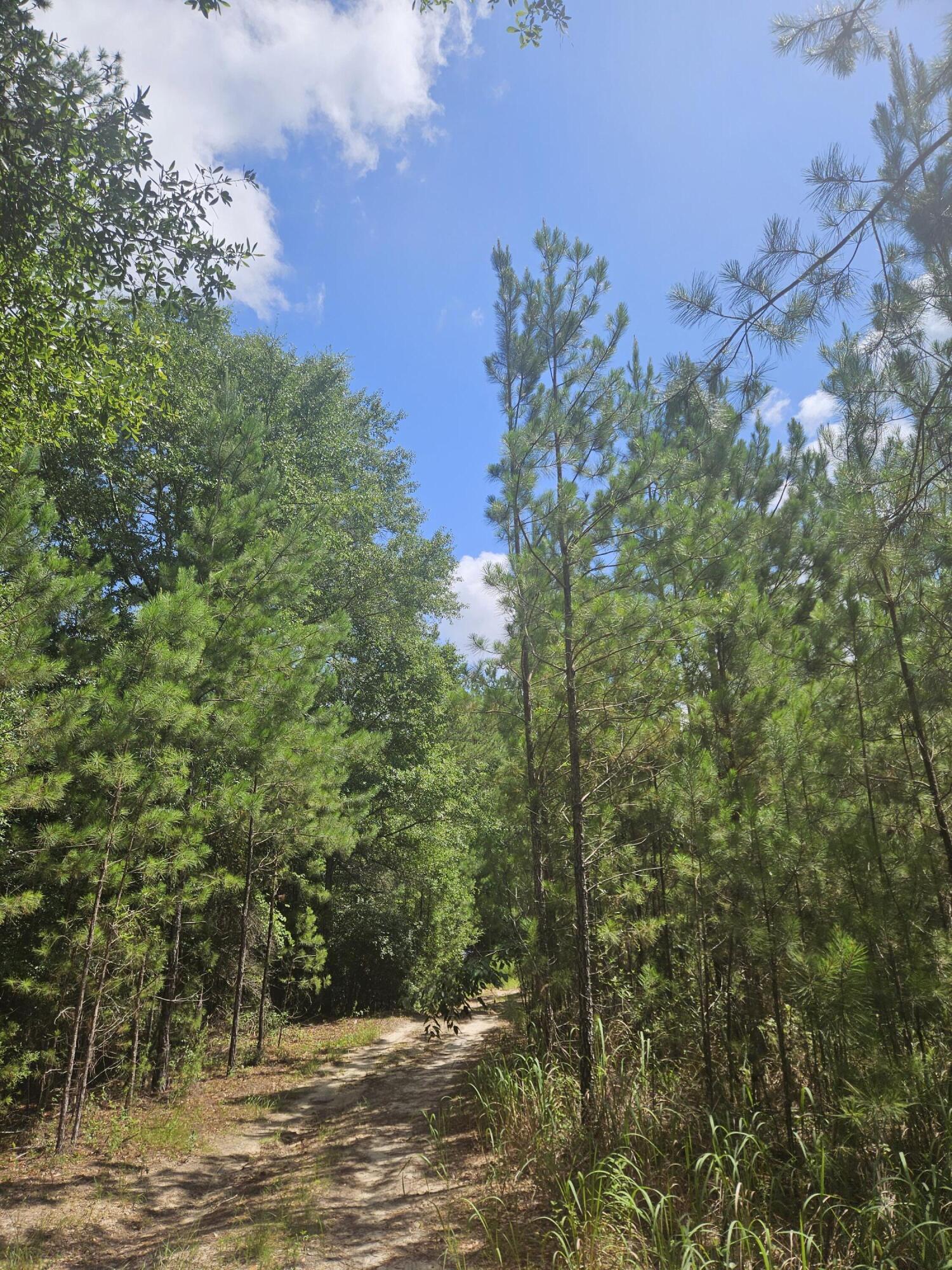 More photos coming soon!

30-acre hunting and recreational retreat in Ponce de Leon, FL! This high-and-dry property is set up for outdoor enthusiasts with a partially completed cabin, deep well, established trail system, 1-acre food plot, and two hunting box blinds. A spring-fed creek with approximately 850 feet of frontage runs through the property, while an ATV bridge provides access across the creek to explore the entire tract. Deer, turkey, and wild hogs are frequently seen on the property, making it an ideal hunting and recreational getaway. Located just 8 minutes from Vortex Spring and 15 minutes from Morrison Springs, this private retreat also features a cleared perimeter fence line and electricity available along the road. The cabin has been framed on the interior and is ready for the next owner to finish to their liking. Seller may consider completing the cabin with acceptable terms. Not located in a flood zone. Whether you're looking for a hunting camp, weekend retreat, or future homesite, this unique property offers the best of Northwest Florida's outdoor lifestyle.