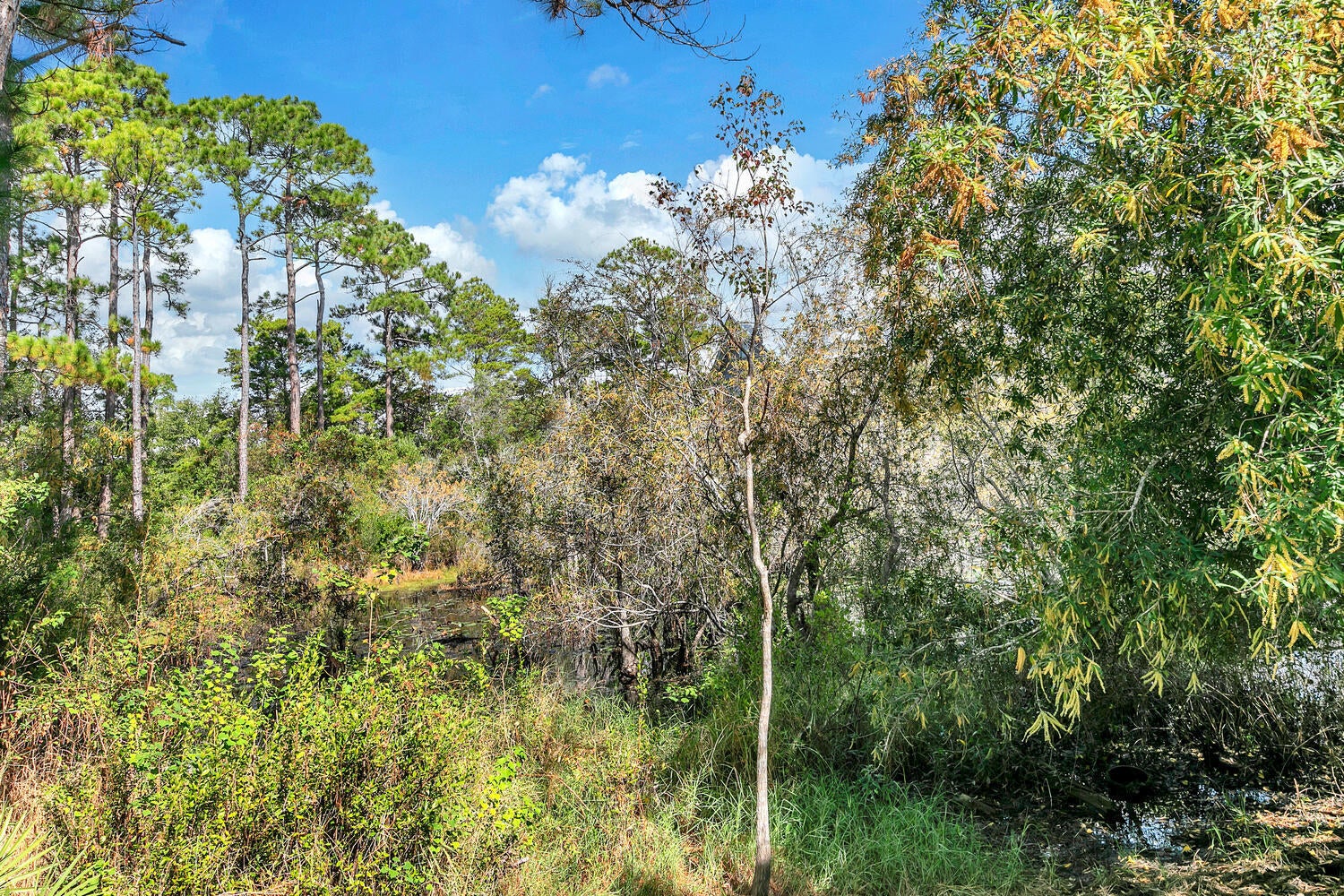 FOREST LAKES - Residential
