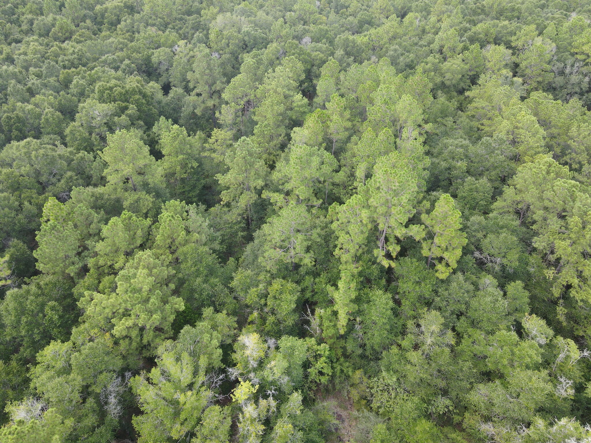 4.41 acres in the heart of Holt and off a paved road. This private, level lot is covered in mature trees, and a previous owner planted pear trees, blueberry bushes, and grapes, with remnants of the old orchard still scattered throughout. No utilities are currently in place, so it's a blank canvas. Enjoy peaceful seclusion while being conveniently located near the interstate for an easy commute. Flat, usable, and well treed, this property is ideal for a private homestead or weekend getaway. Bring your vision and start building your own slice of country. Buyer verify all details deemed important.