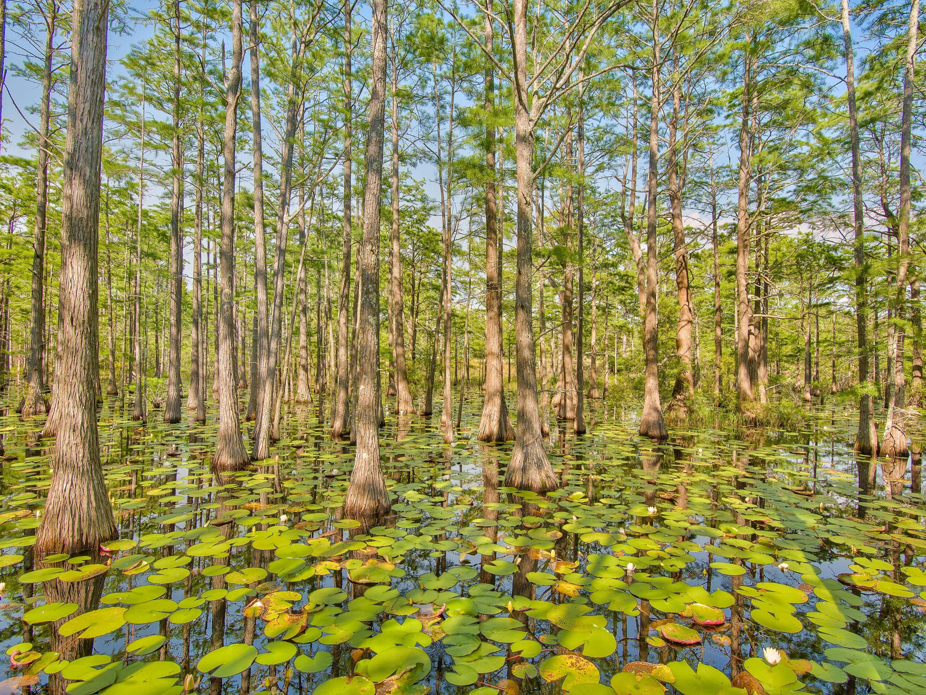 CYPRESS DUNES - Land