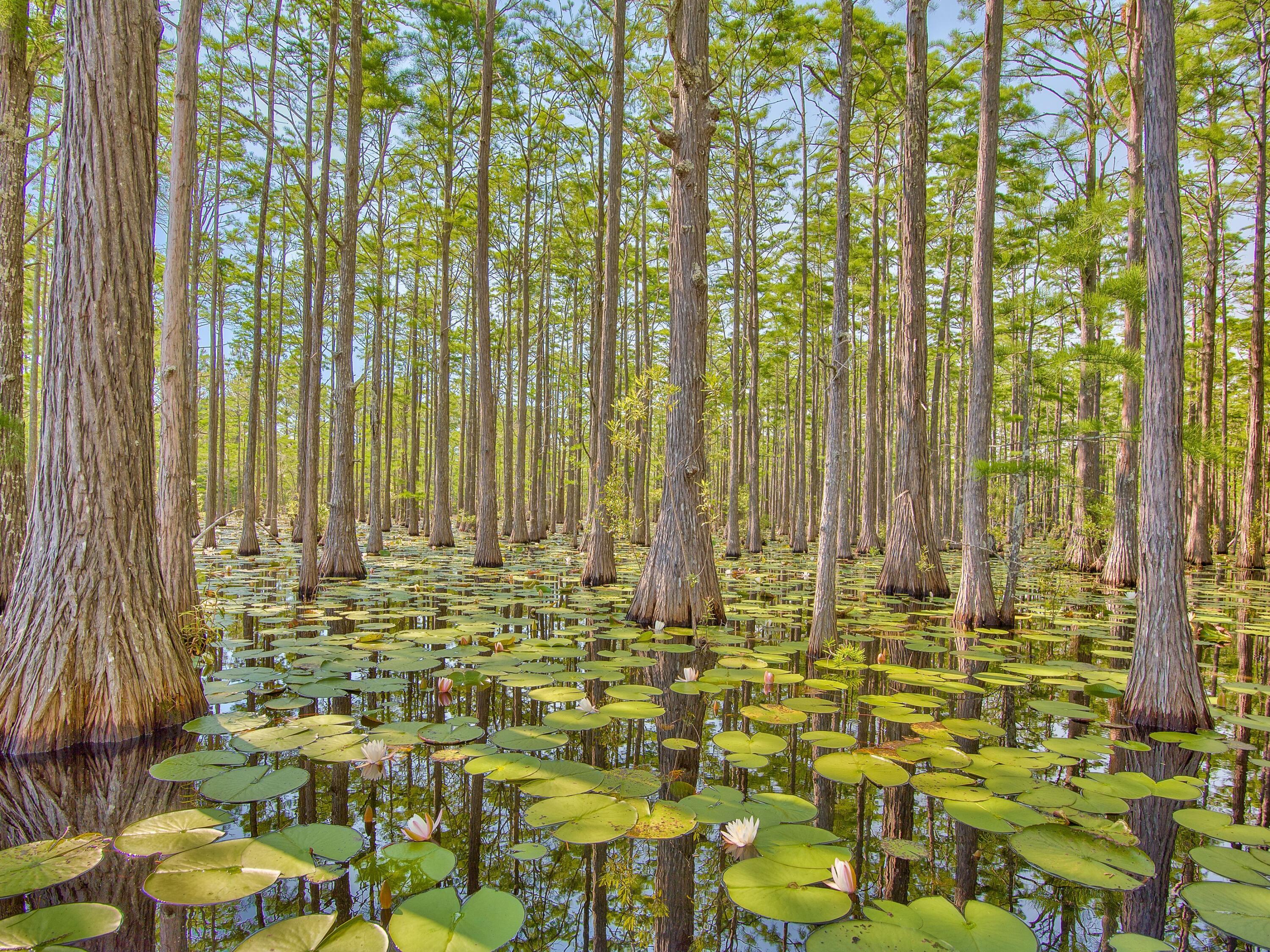 CYPRESS DUNES - Land