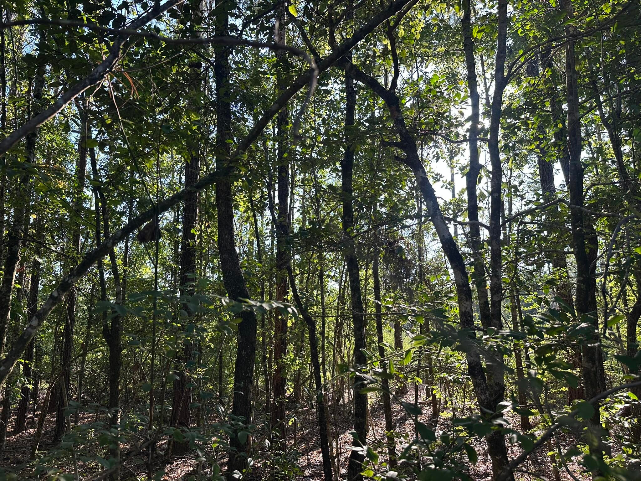 NO RECORDED SUBDIVISION - Land