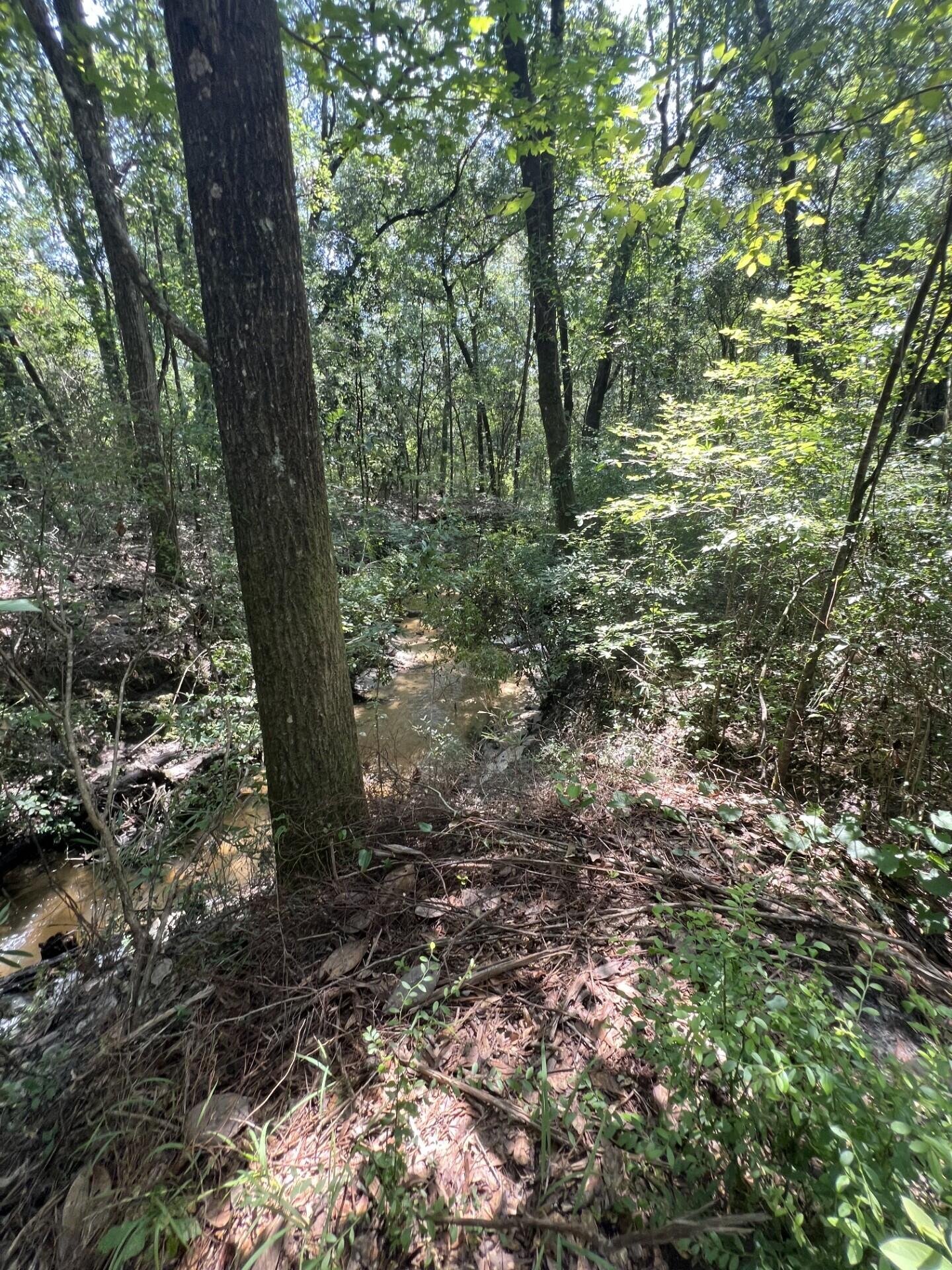 Adjacent to, but not part of, Walton Plantation, Laurel Hill. - Land