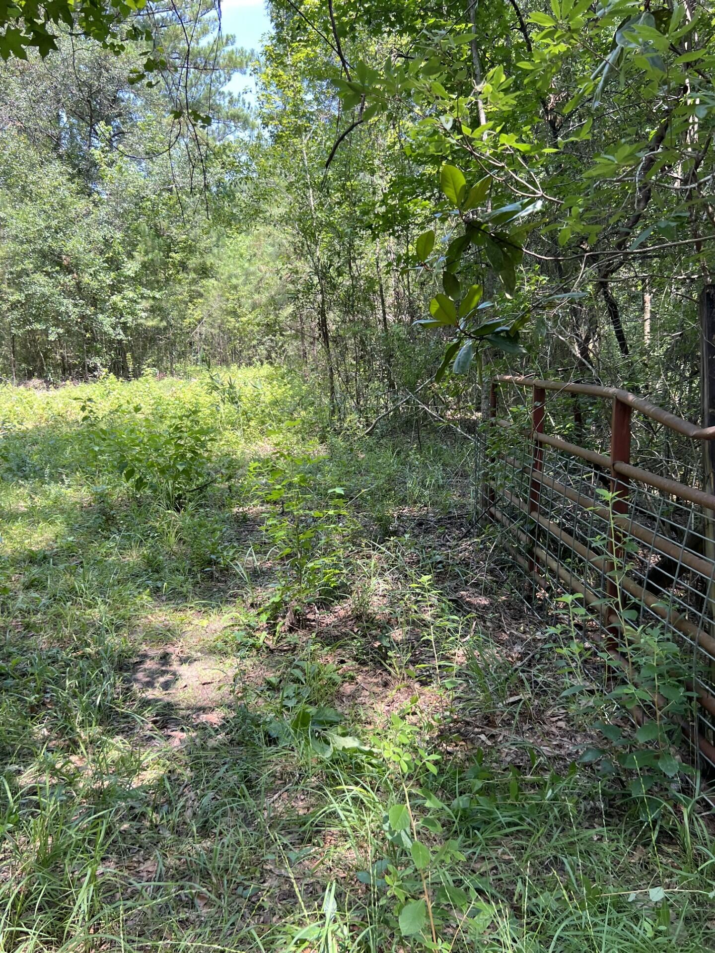 Adjacent to, but not part of, Walton Plantation, Laurel Hill. - Land