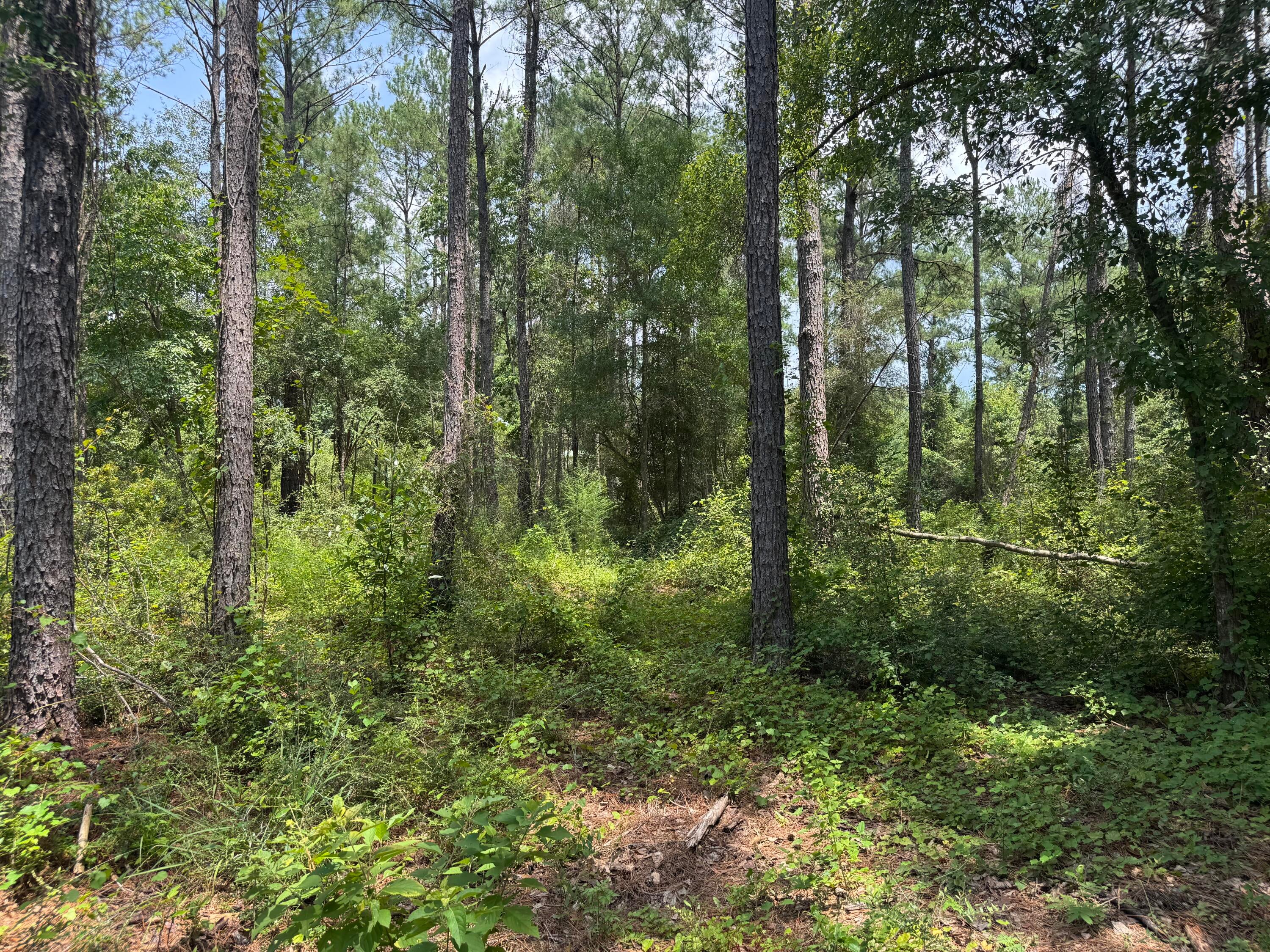 Shoal River Plantations, Inc. - Land