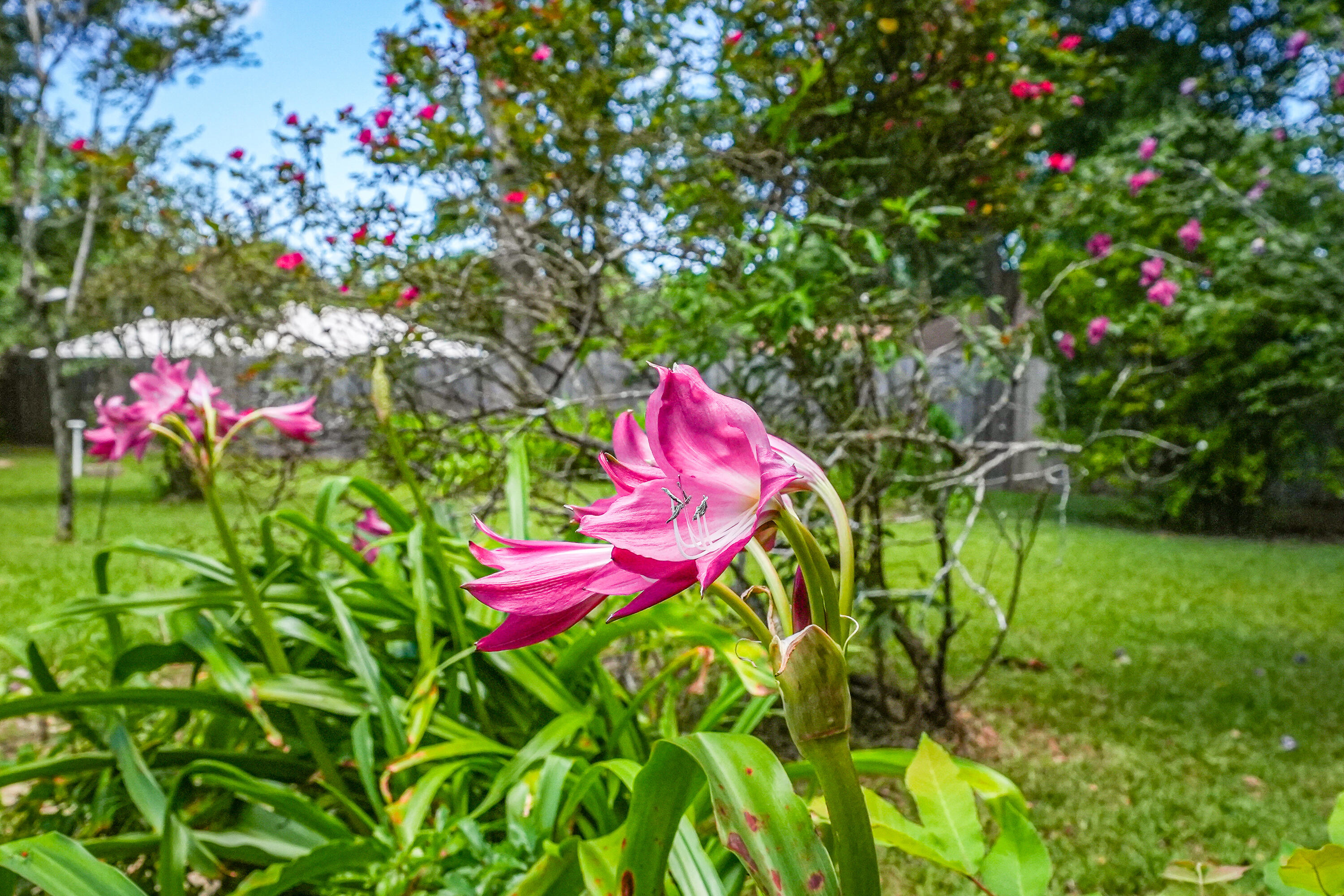 DOGWOOD ESTATES - Residential