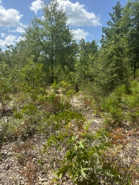 If you've been dreaming of a place where mornings feel quiet, peaceful, and completely your own, this .22-acre high-and-dry homesite in Mossy Head delivers exactly that. Tucked away on a dead-end road with no through traffic, this property gives you the kind of privacy that's hard to find -- the kind where you can hear the breeze through the trees and enjoy the calm of country living while still being close to everything you need.

The land sits in Flood Zone X, offering stability and confidence for future building. It was rough-cleared a few years back, so you'll find a natural blend of regrowth and open space -- the perfect canvas to shape into your ideal retreat. The lot is dry, level, and easy to work with, making it simple to imagine a cozy home, a weekend cabin, or a peaceful getaway surrounded by nature.

And while the setting feels wonderfully secluded, you're still just a short drive from the area's best destinations:

Crestview - ~15 minutes

DeFuniak Springs - ~15 minutes

Duke Field - ~20 minutes

Eglin AFB - ~35 minutes

Hurlburt Field - ~45-50 minutes

Destin - ~45 minutes

Whether you're building now or planning for the future, this property offers a rare balance: privacy, convenience, and the freedom to create a space that truly feels like home. No Survey