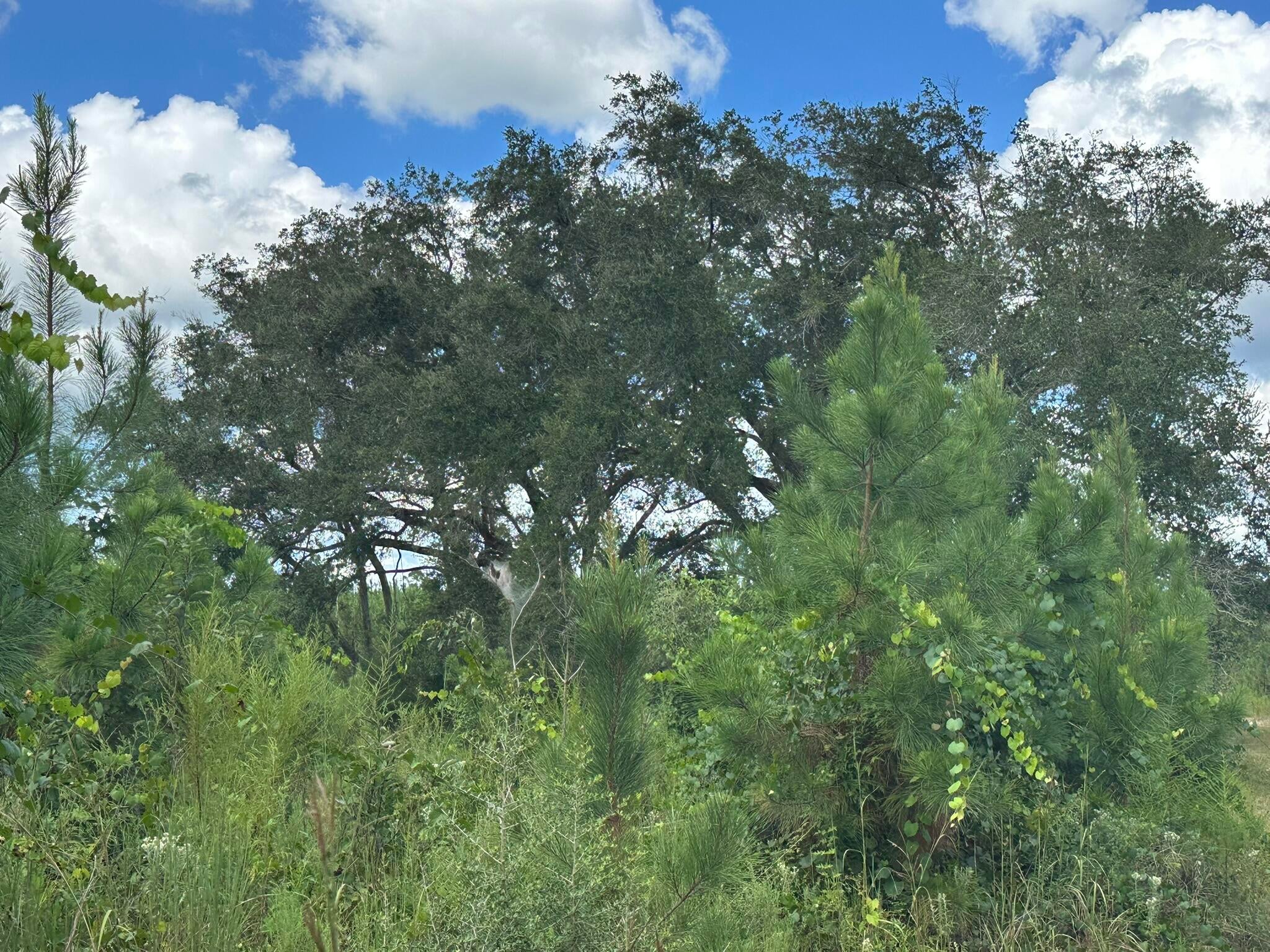 NO RECORDED SUBDIVISION - Land