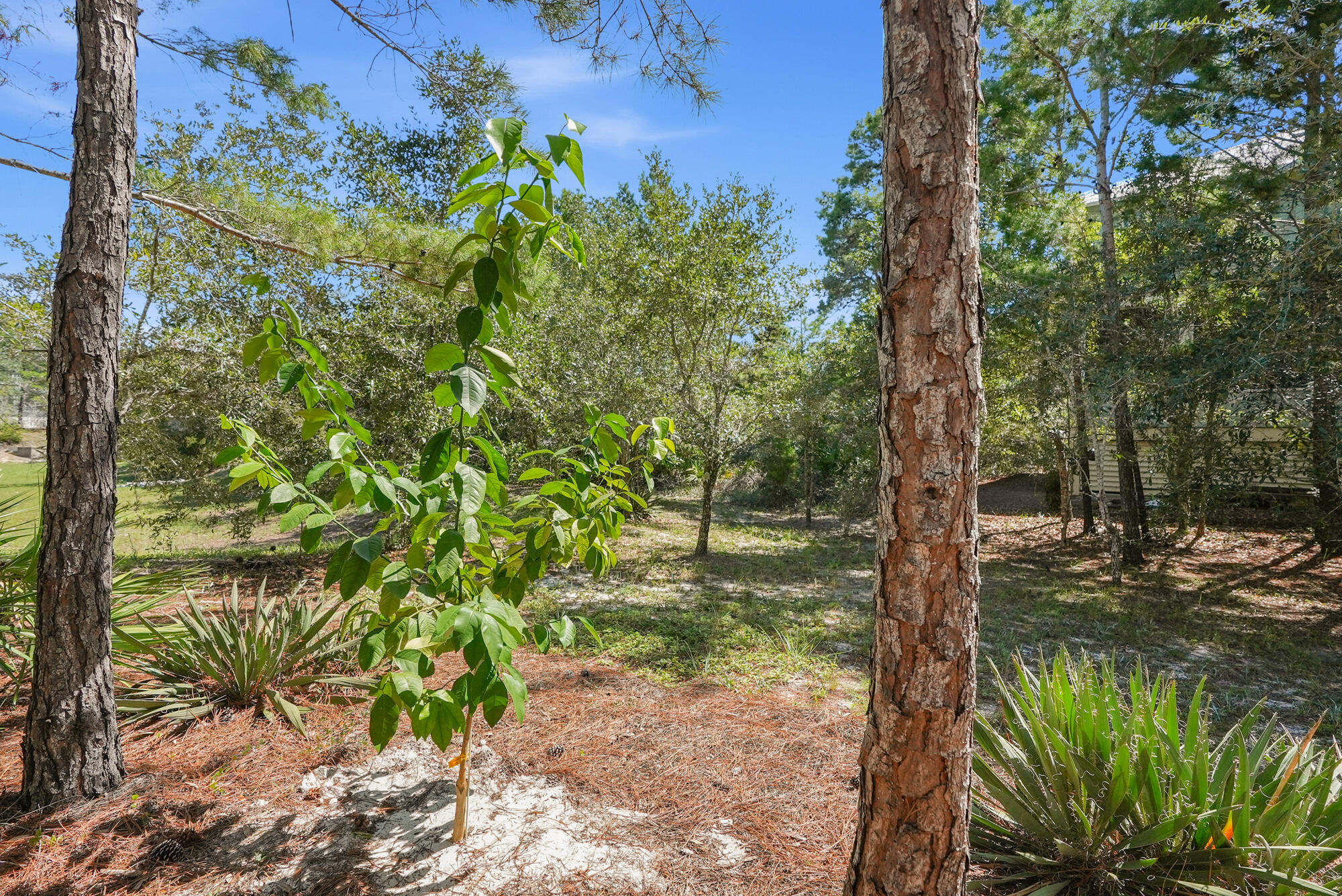 THE PRESERVE AT GRAYTON BEACH - Residential