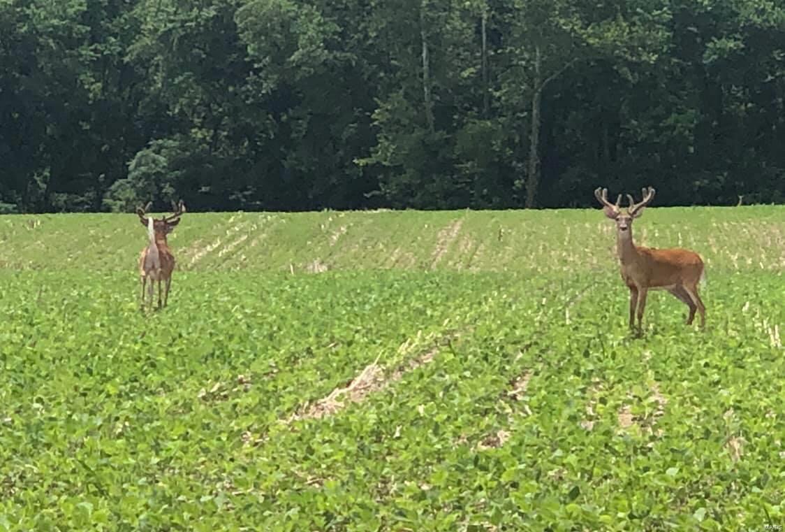 Clinton County - Farm