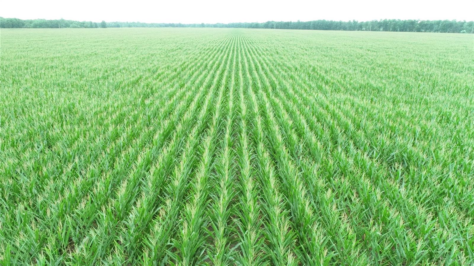 - - Farm