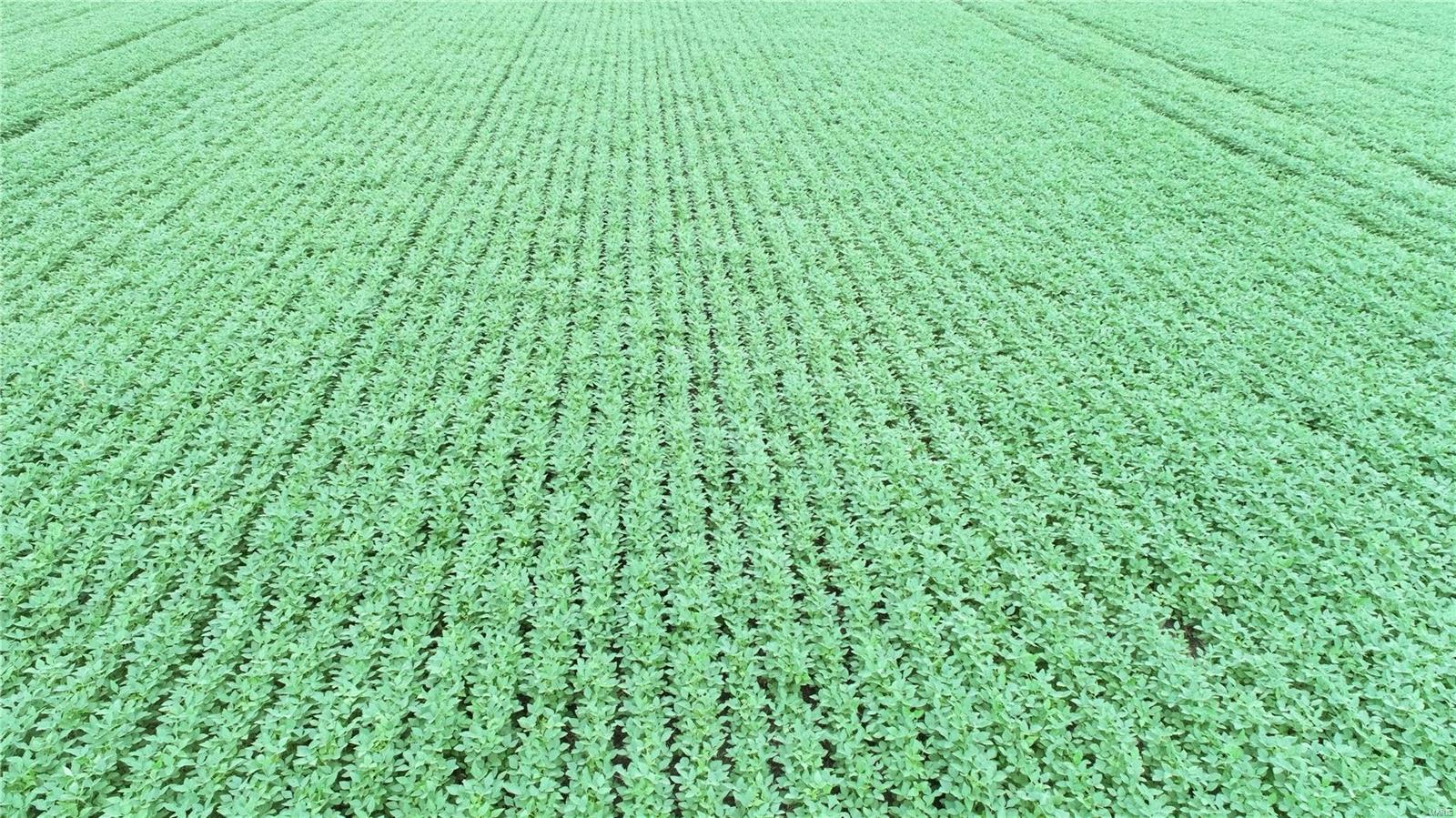 - - Farm