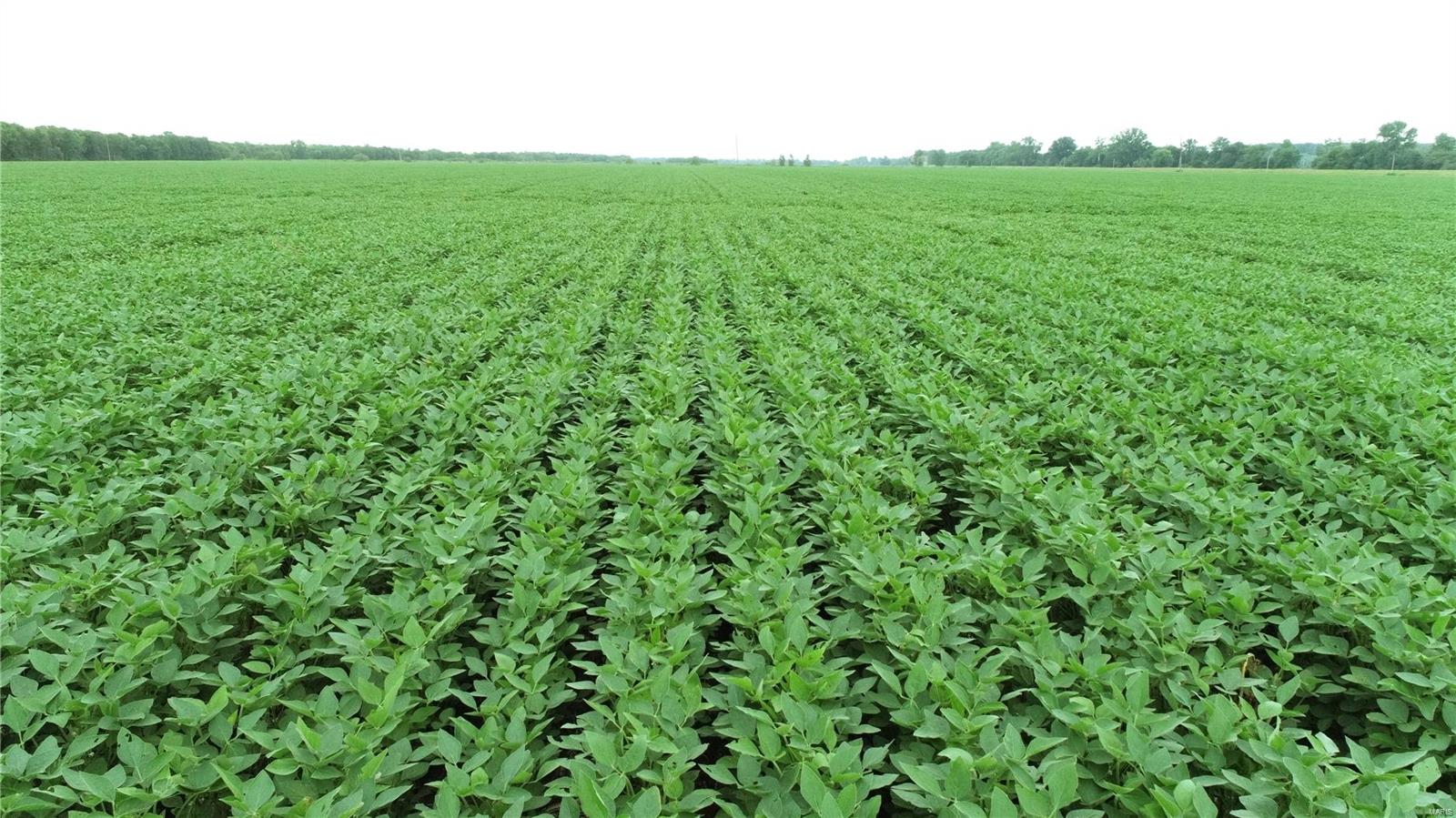 - - Farm