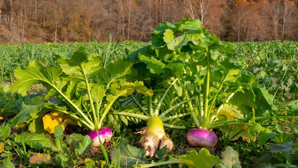 NA - Farm