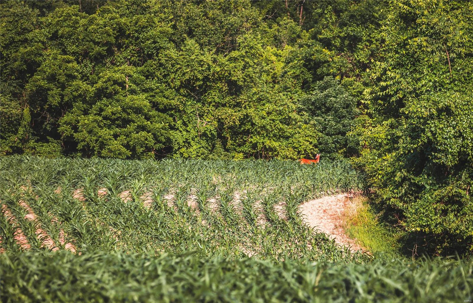 NOT IN A SUBDIVISION - Farm
