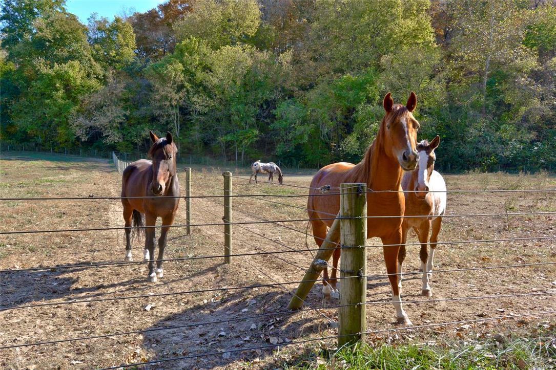 Brooks Farm - Farm
