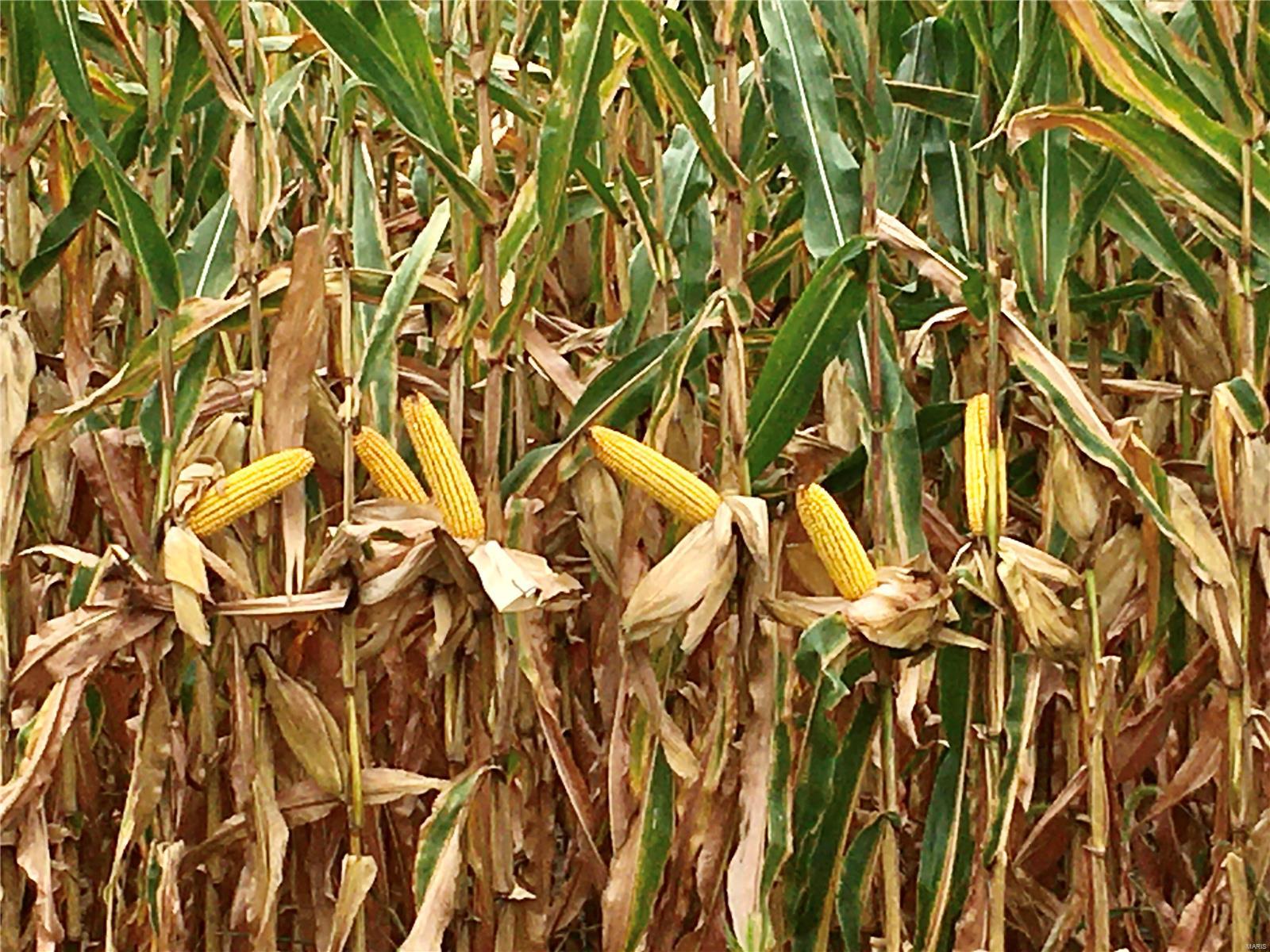 NA - Farm