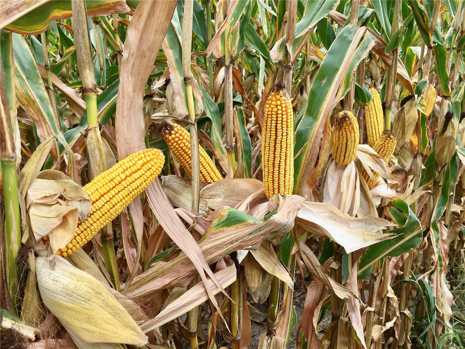 NA - Farm