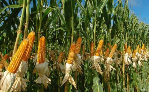 Nice 158 acres with nearly 150 tillable acres all NHEL land. Open for the 2017 farming season.