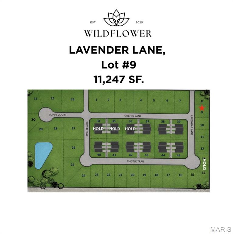 Wildflower - Land