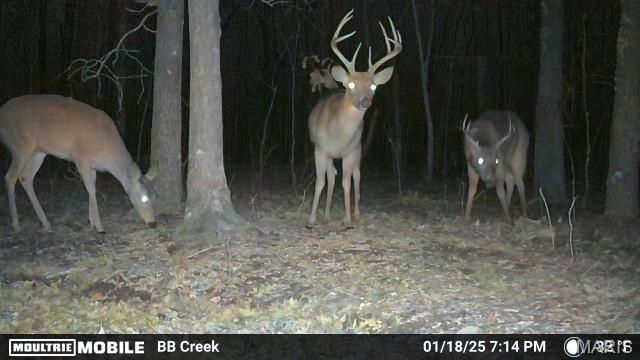 23.4 acres +/- for the mix of convenience and land to hunt. Abundant wildlife with .25 acre food plot already established.