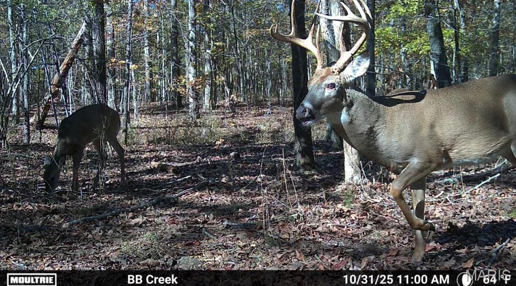 23.4 acres +/- located on BB Highway in Ripley County, Missouri. Accessed via paved highway with county water and electricity available and only mild restrictions, this is an excellent and affordable tract offering the owner an ideal place to build or a convenient place to hunt. The gentle topography is ideal for bringing your vision to life. Experience abundant wildlife with .25 acre food plot already established. Composed of 2 tracts, Lots 19 & 28 of Southern Hills, you also enjoy access from Jaxon Lane on the Western (back) side of the property. Additional hunting and recreational opportunity can be found just a quick drive further down BB Highway on Missouri Department of Conservation lands. Conveniently located between Poplar Bluff and Doniphan, and just a short journey to Scenic Current River, as well as thousands of acres of State and National Forest Lands. Property taxes are less than $100 annually.