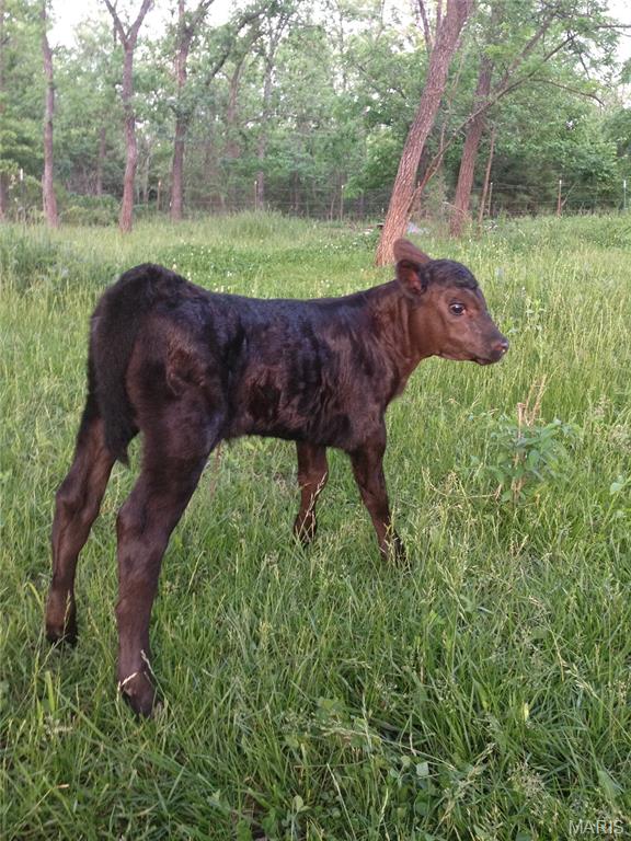 Unrestricted Rural Acreage - Farm