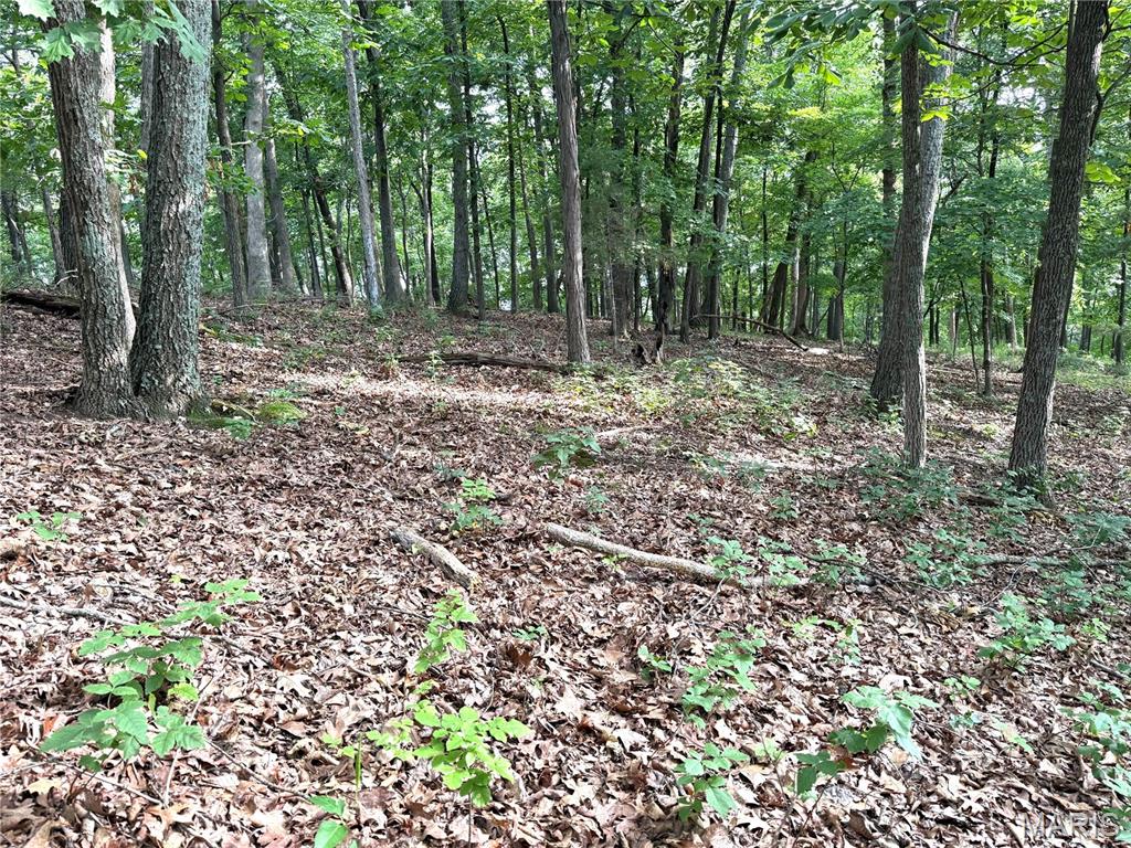 Hidden Valley Forest - Land
